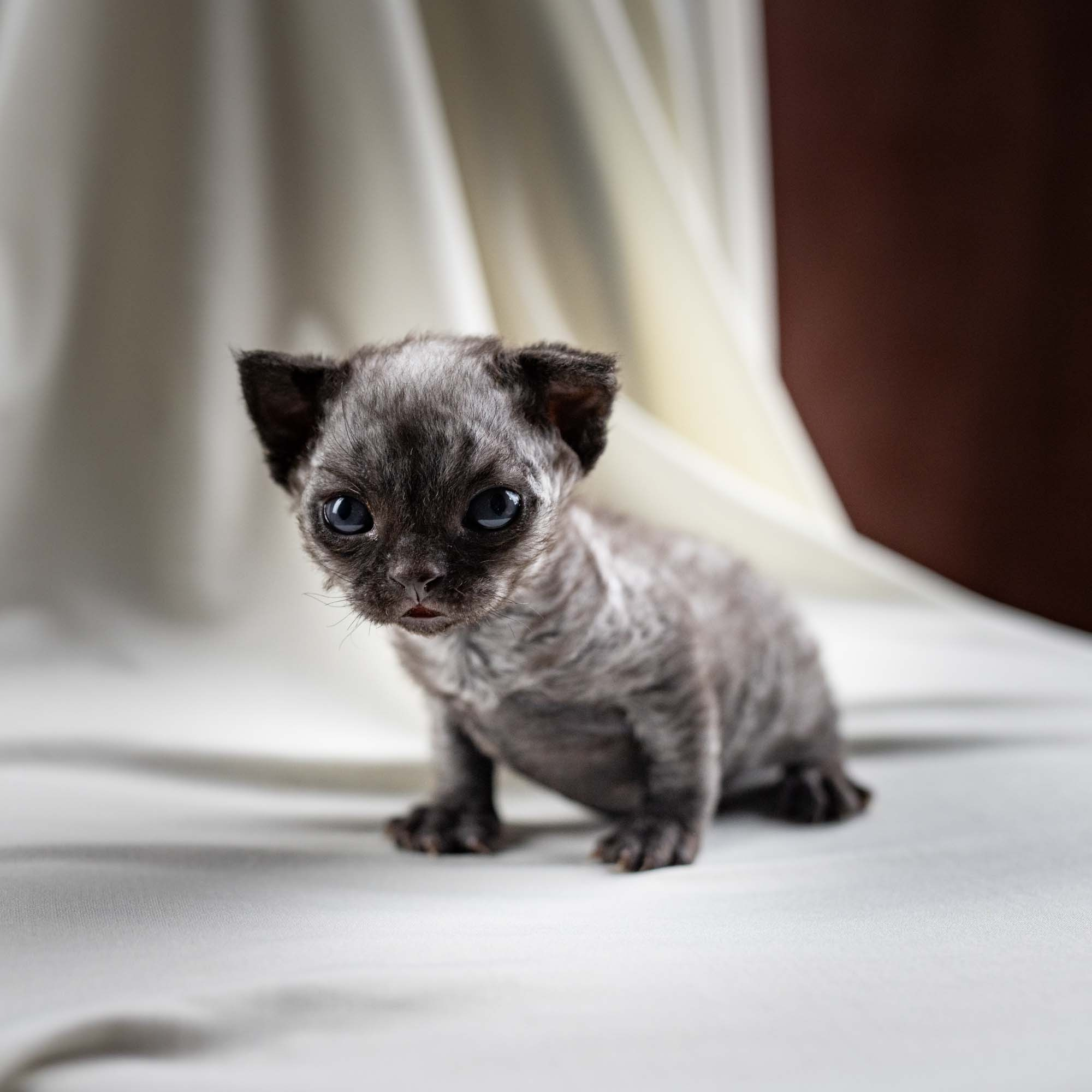 Smoke, boy,  born on  04.11.24, Sold. Devon Rex Pixie Cattery