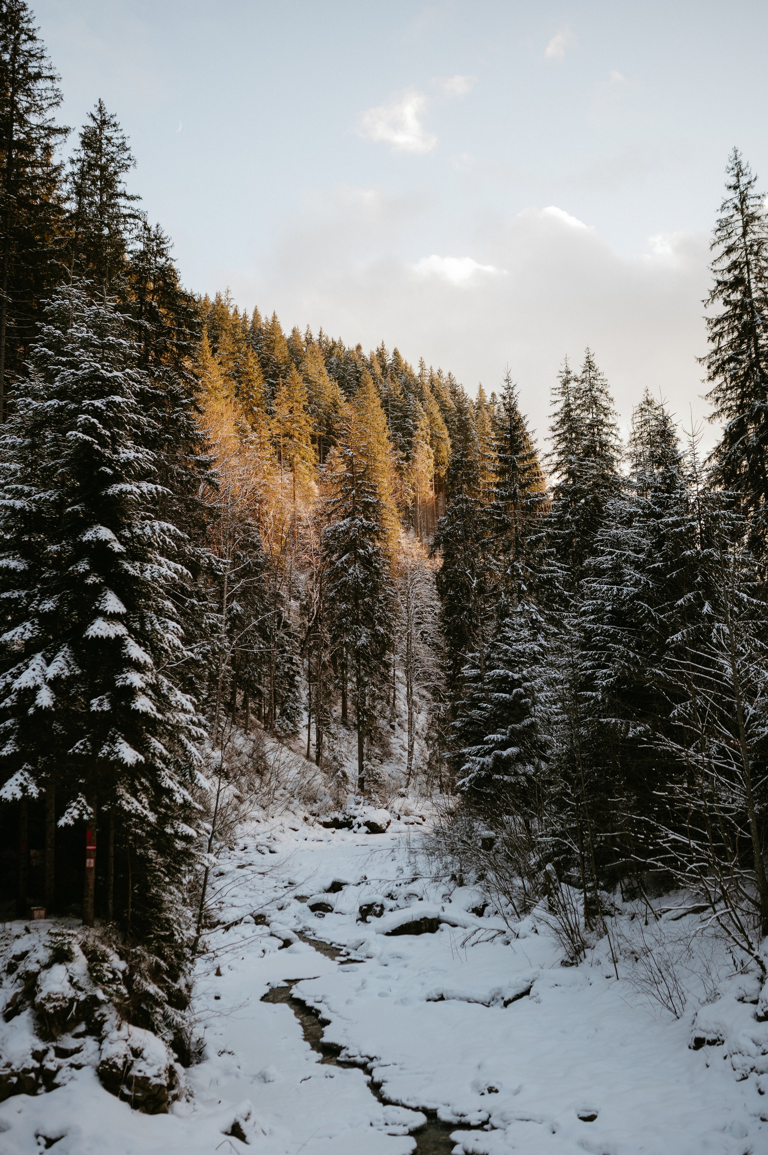 Ședință Foto de Familie la Munte – Fotografii de Iarnă în Lupcina. Valentin Melen - fotograf de nunta 🤍