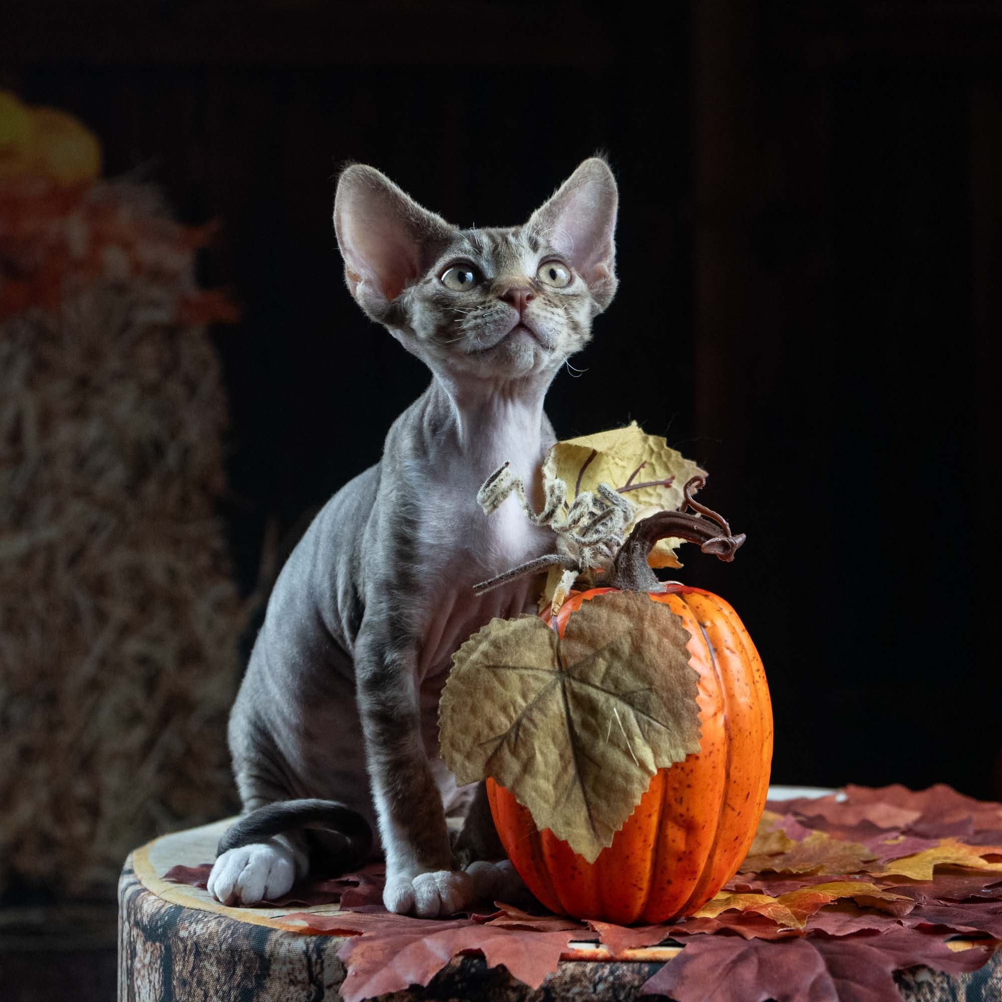 Elvis, boy, born on 06.09.24 SOLD. Devon Rex Pixie Cattery