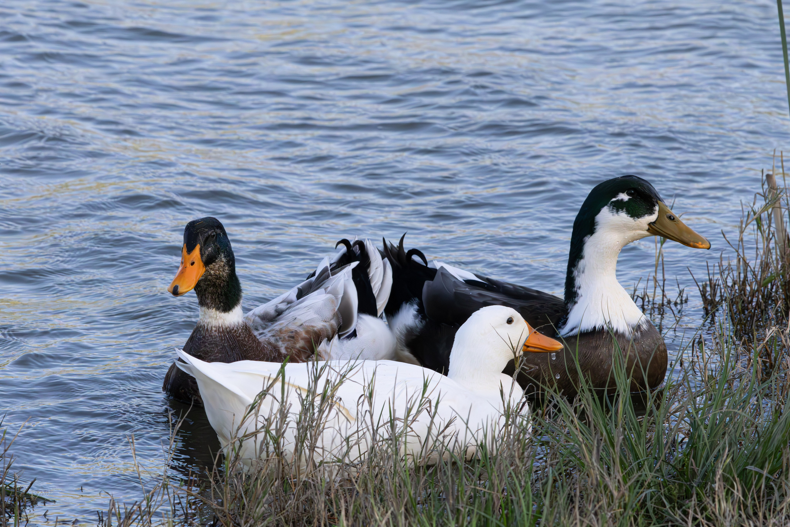 გასეირნება რუსთავის პარკში. FramefreeMan