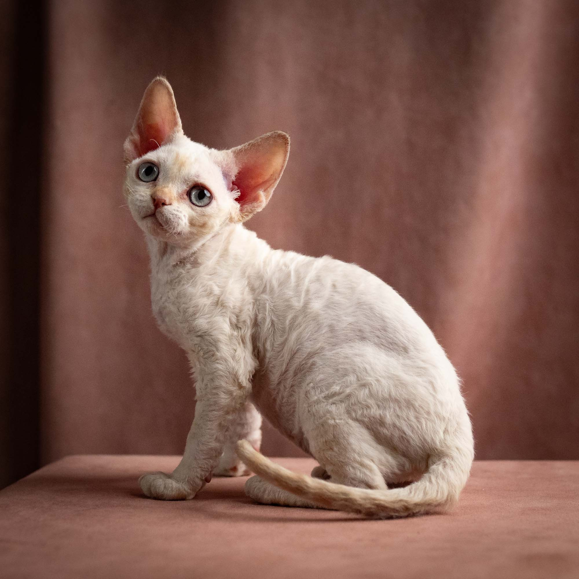 Quinn, girl, born 02.14.26. Devon Rex Pixie Cattery