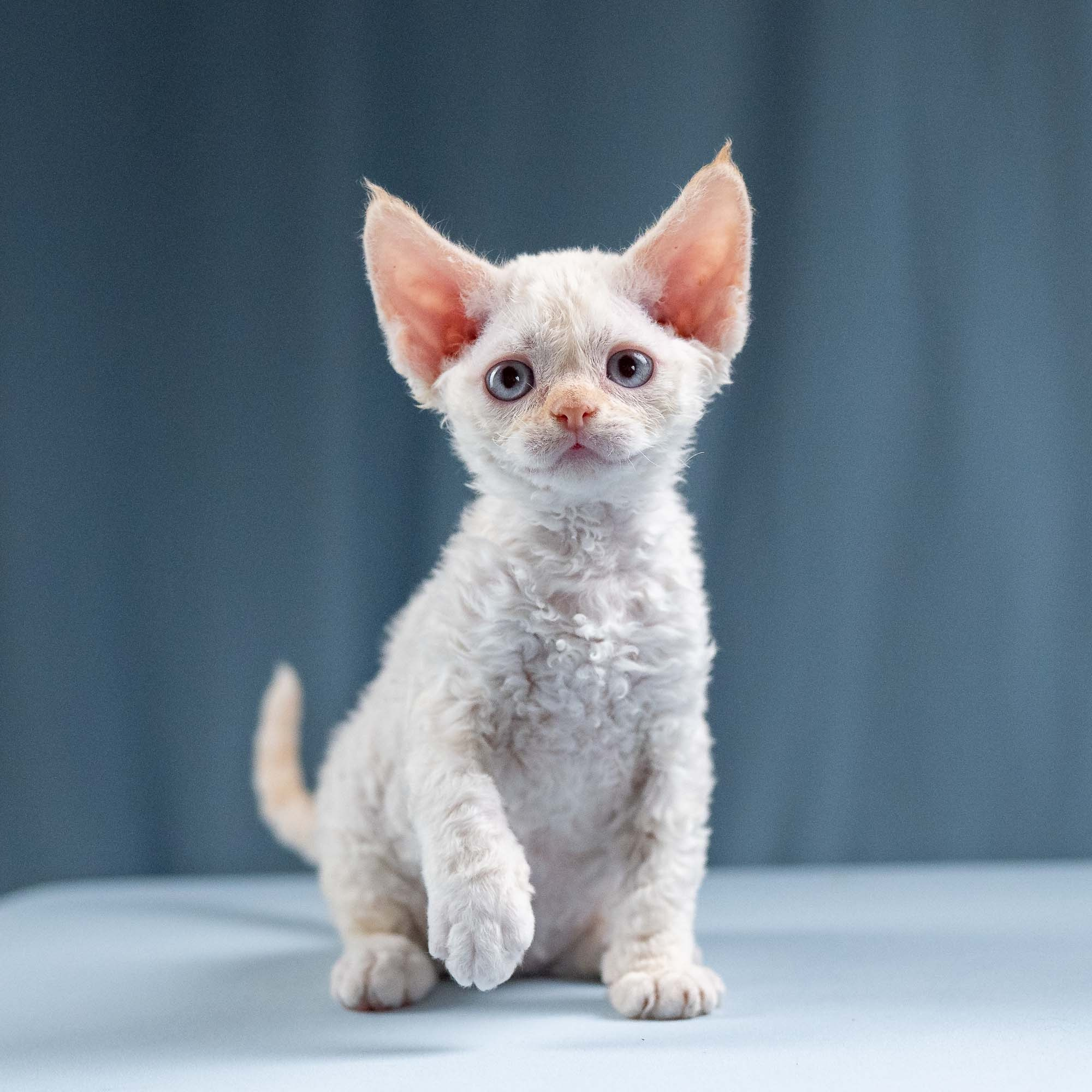 Jasmin, girl, born 06.25.2025. Devon Rex Pixie Cattery