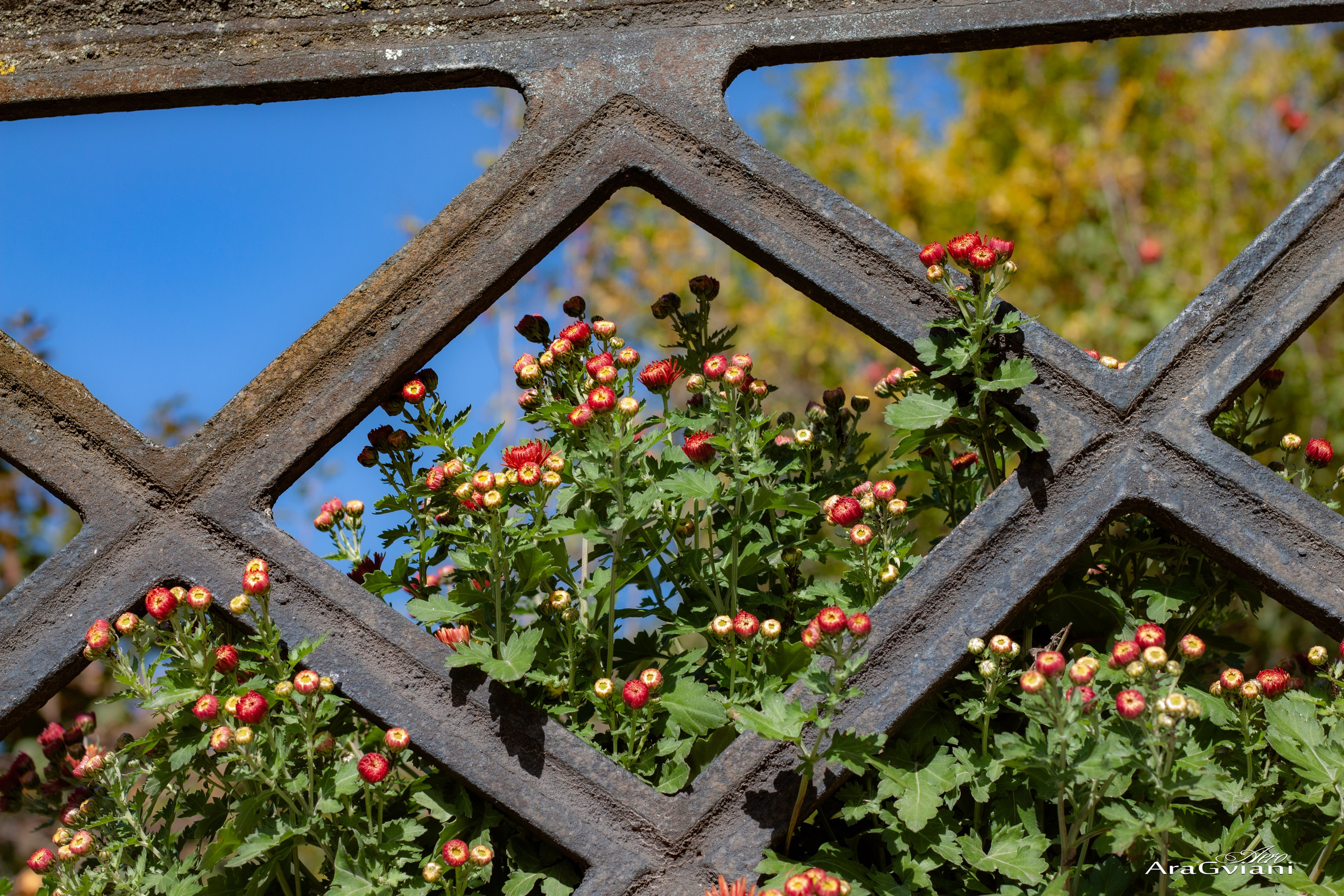 სიღნაღი გადარბენით. FramefreeMan