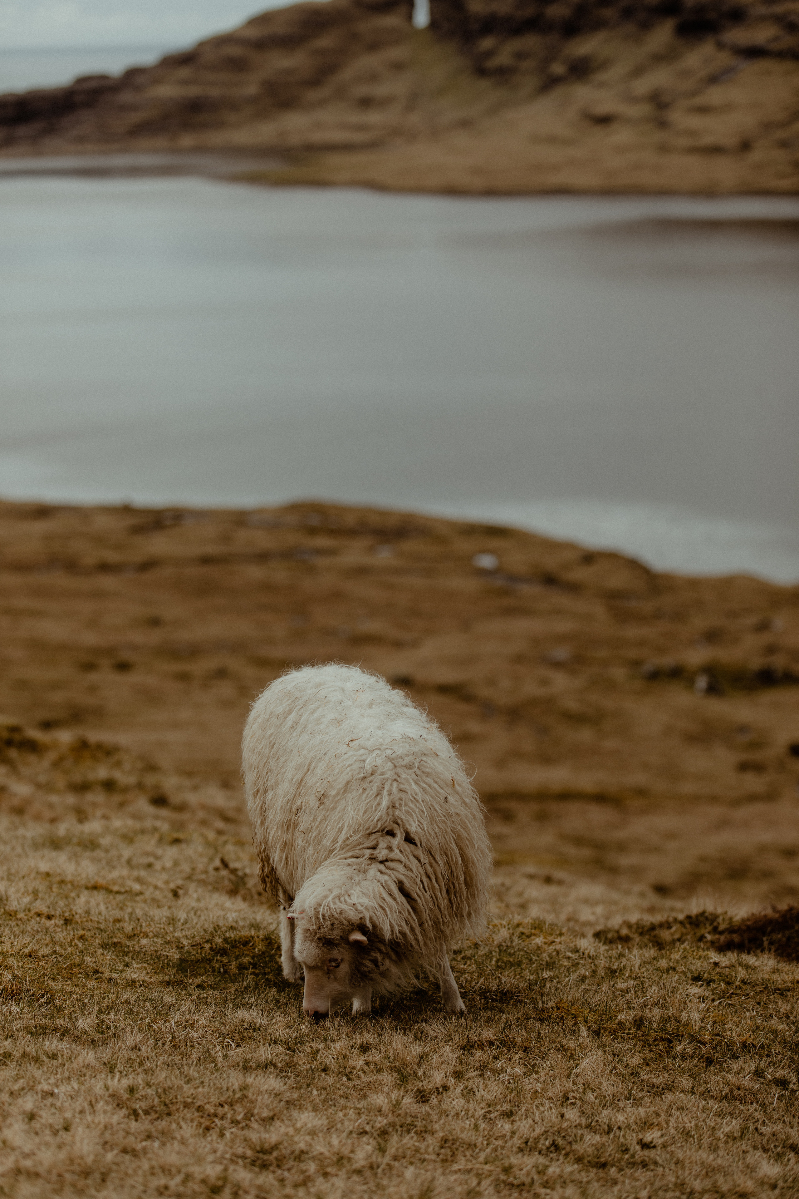 Elopement at Faroe islands. Iceland elopement photographer & videographer