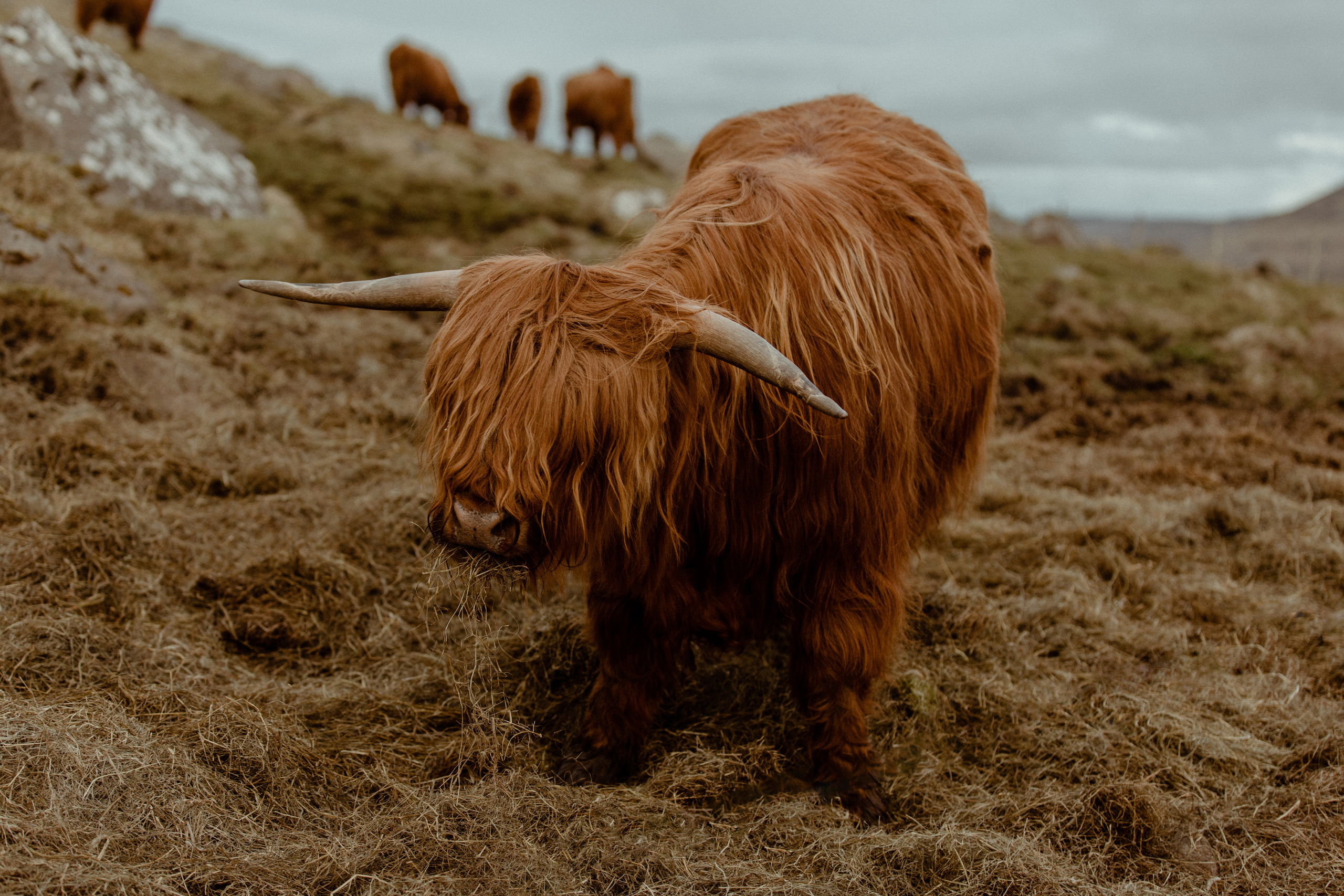 Elopement at Faroe islands. Iceland elopement photographer & videographer