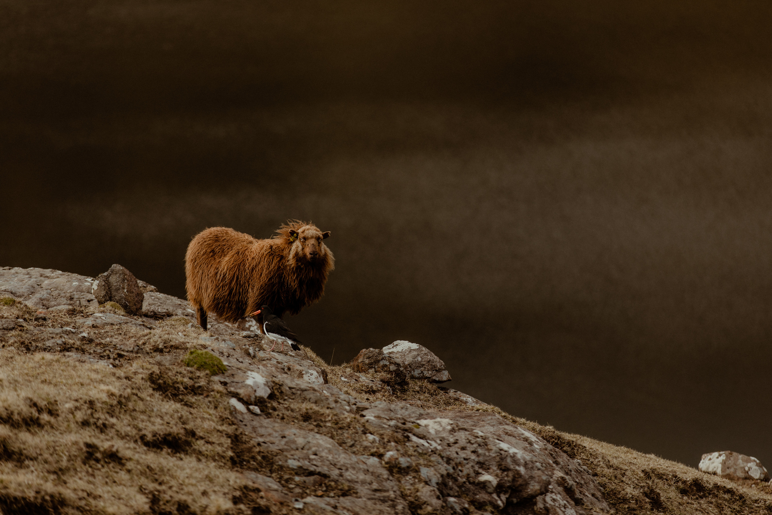 Elopement at Faroe islands. Iceland elopement photographer & videographer