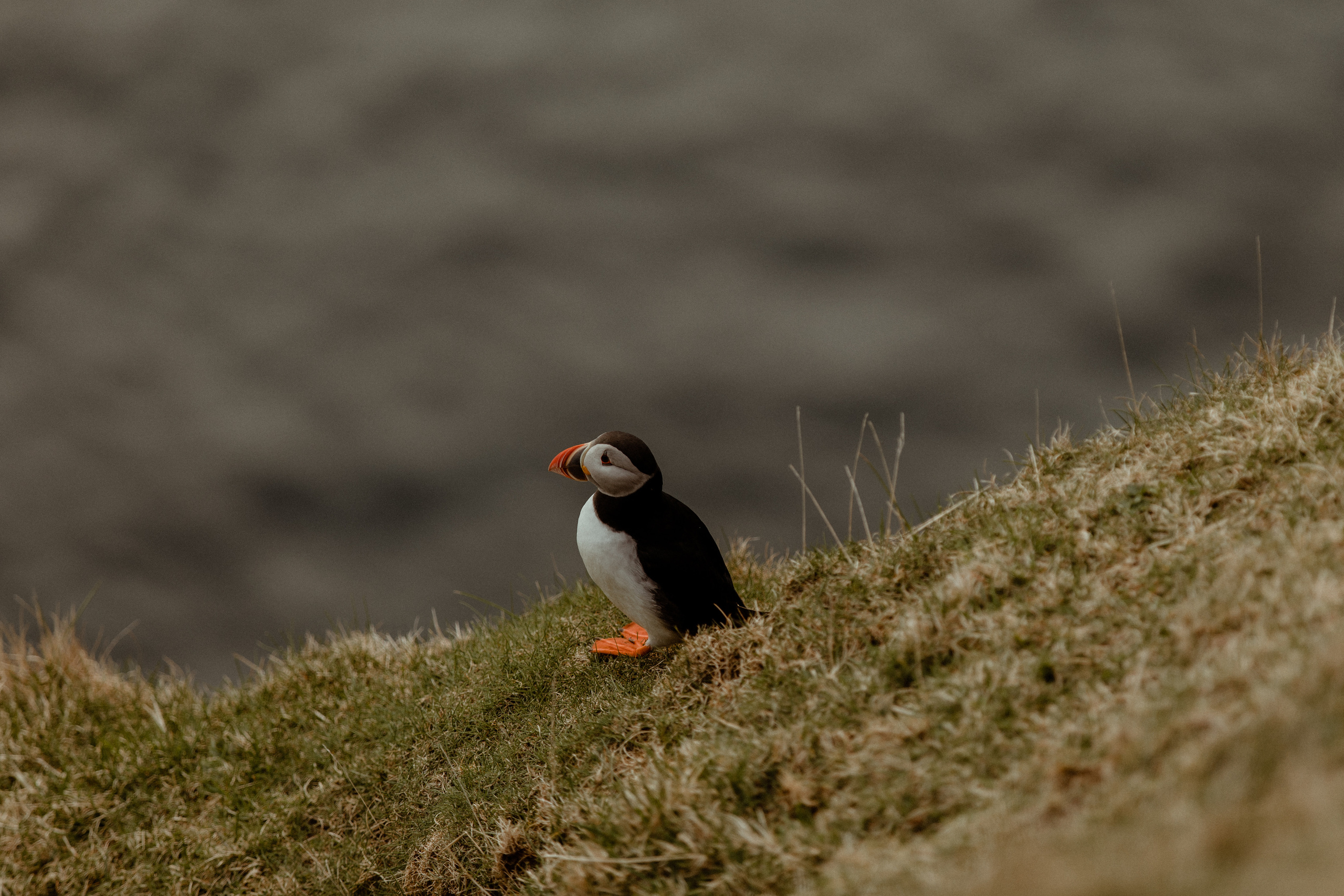 Elopement at Faroe islands. Iceland elopement photographer & videographer