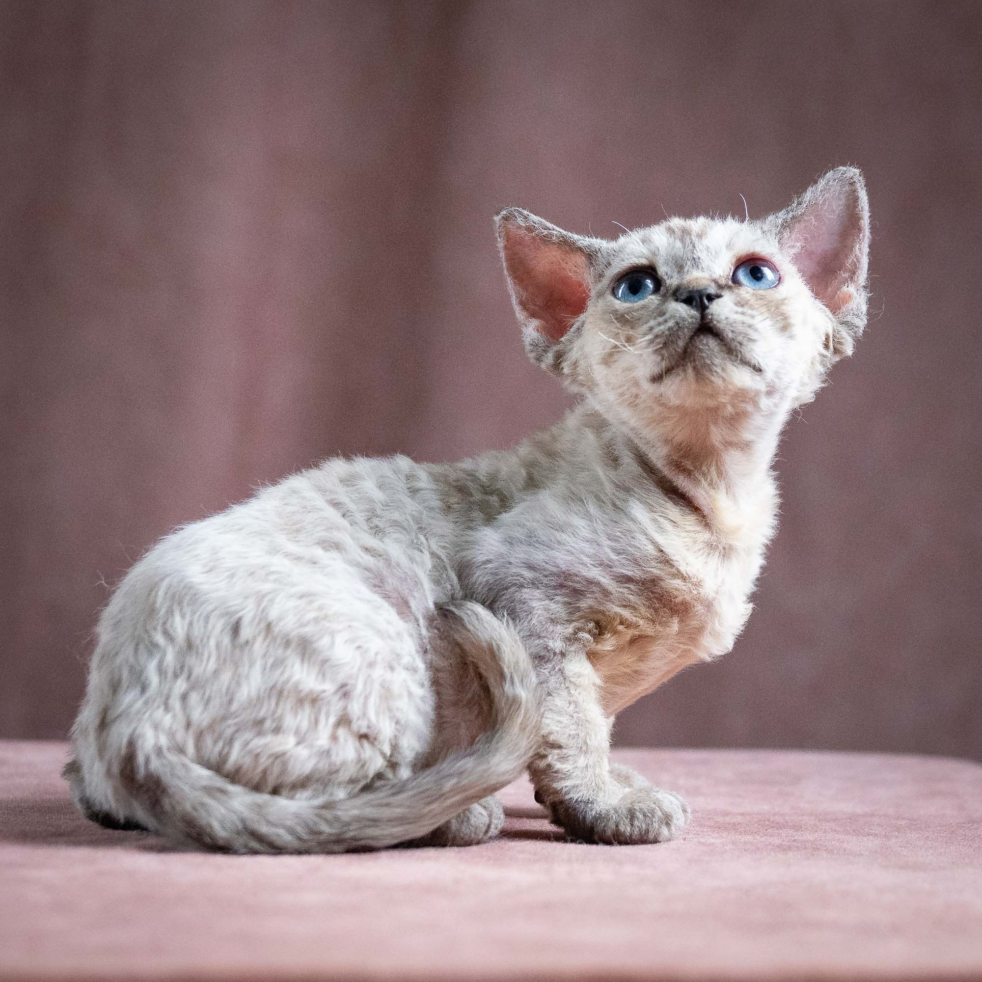 Quella, girl, born 02.14.26. Devon Rex Pixie Cattery