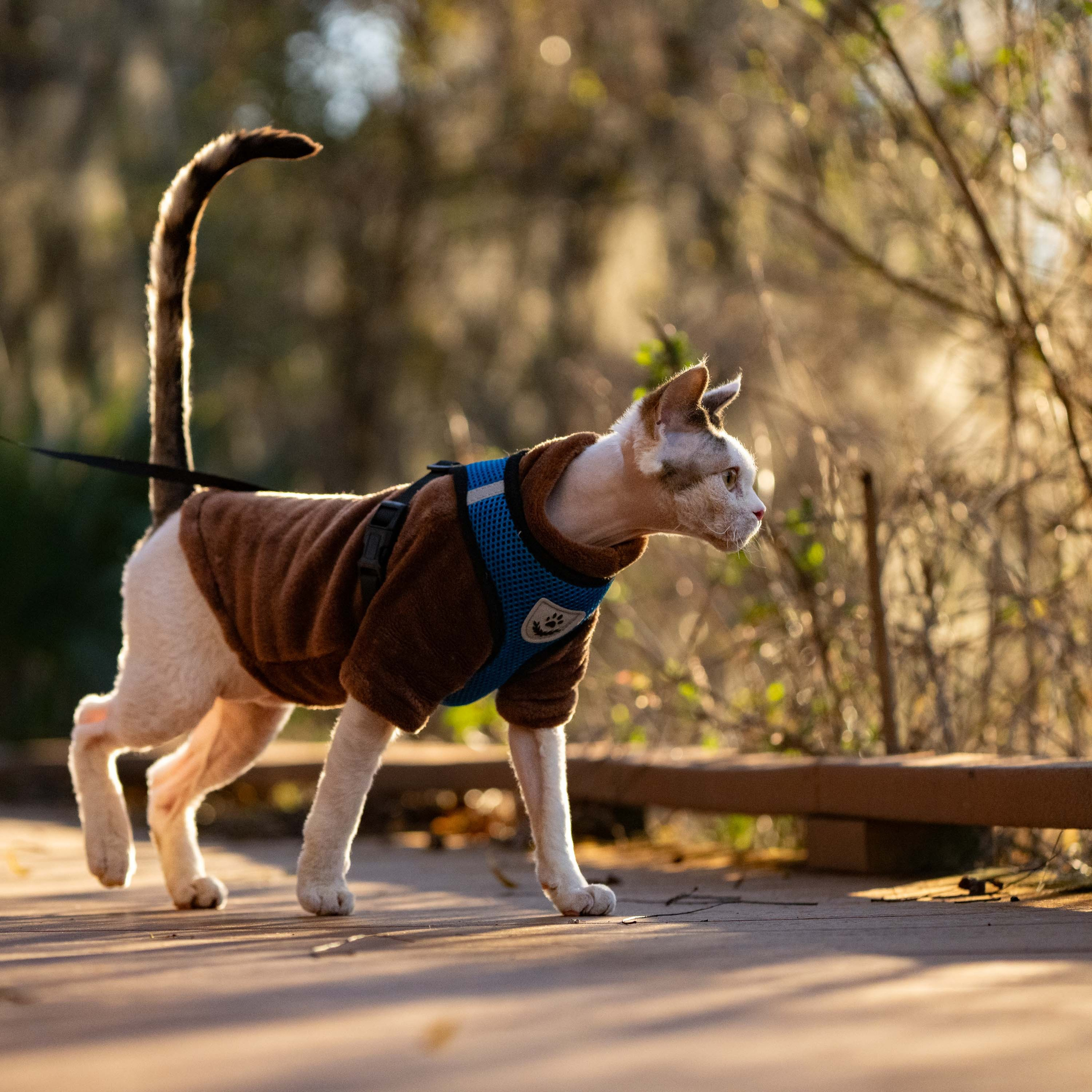 Oscar, boy, born 04.15.2025. Devon Rex Pixie Cattery