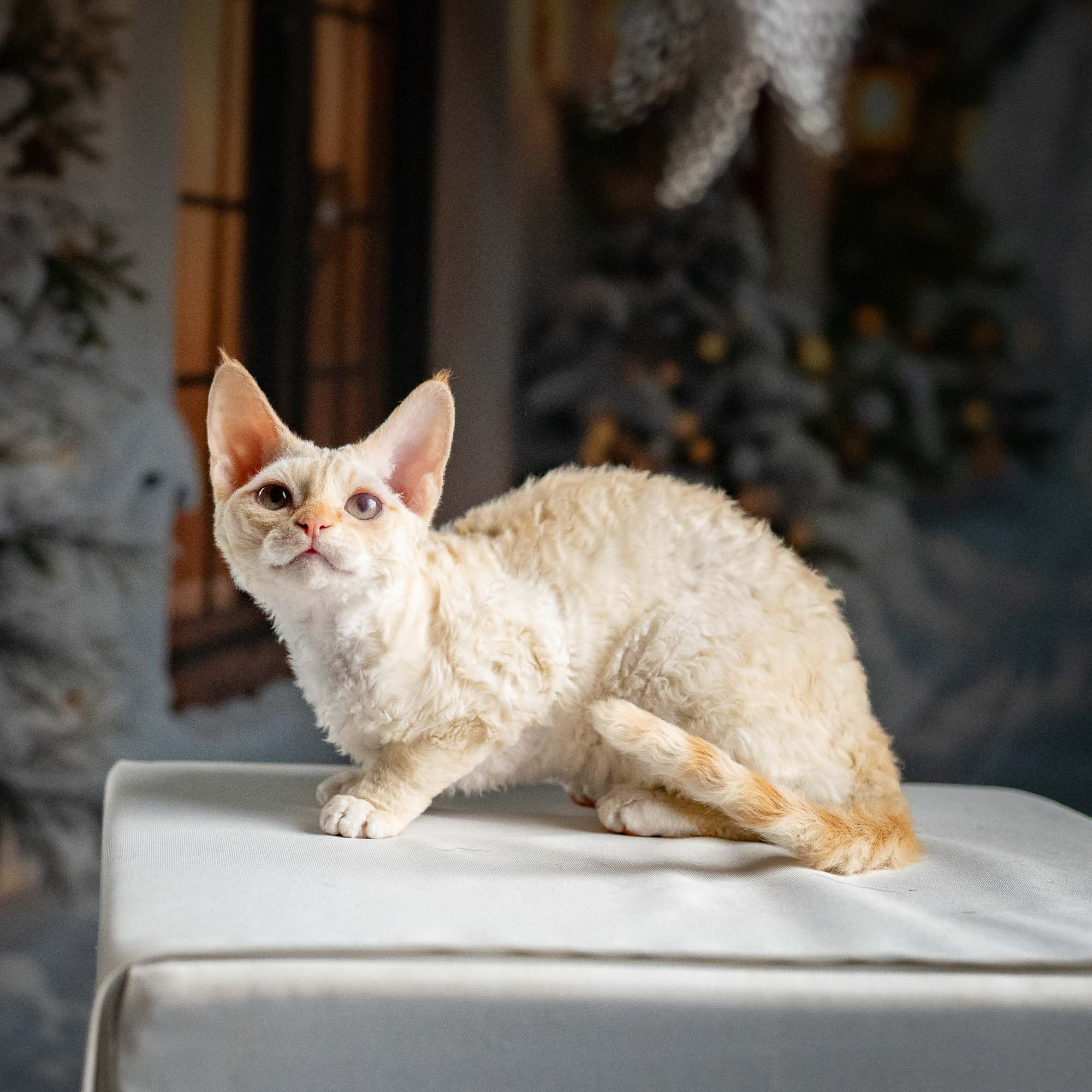 Jasmin, girl, born 06.25.2025. Devon Rex Pixie Cattery