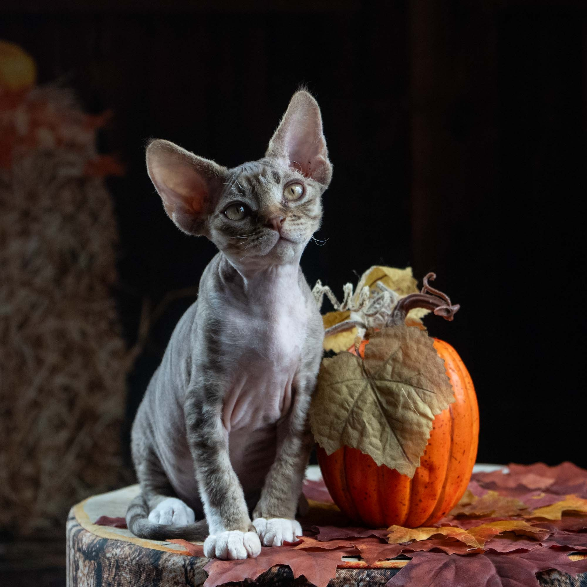 Elvis, boy, born on 06.09.24 SOLD. Devon Rex Pixie Cattery