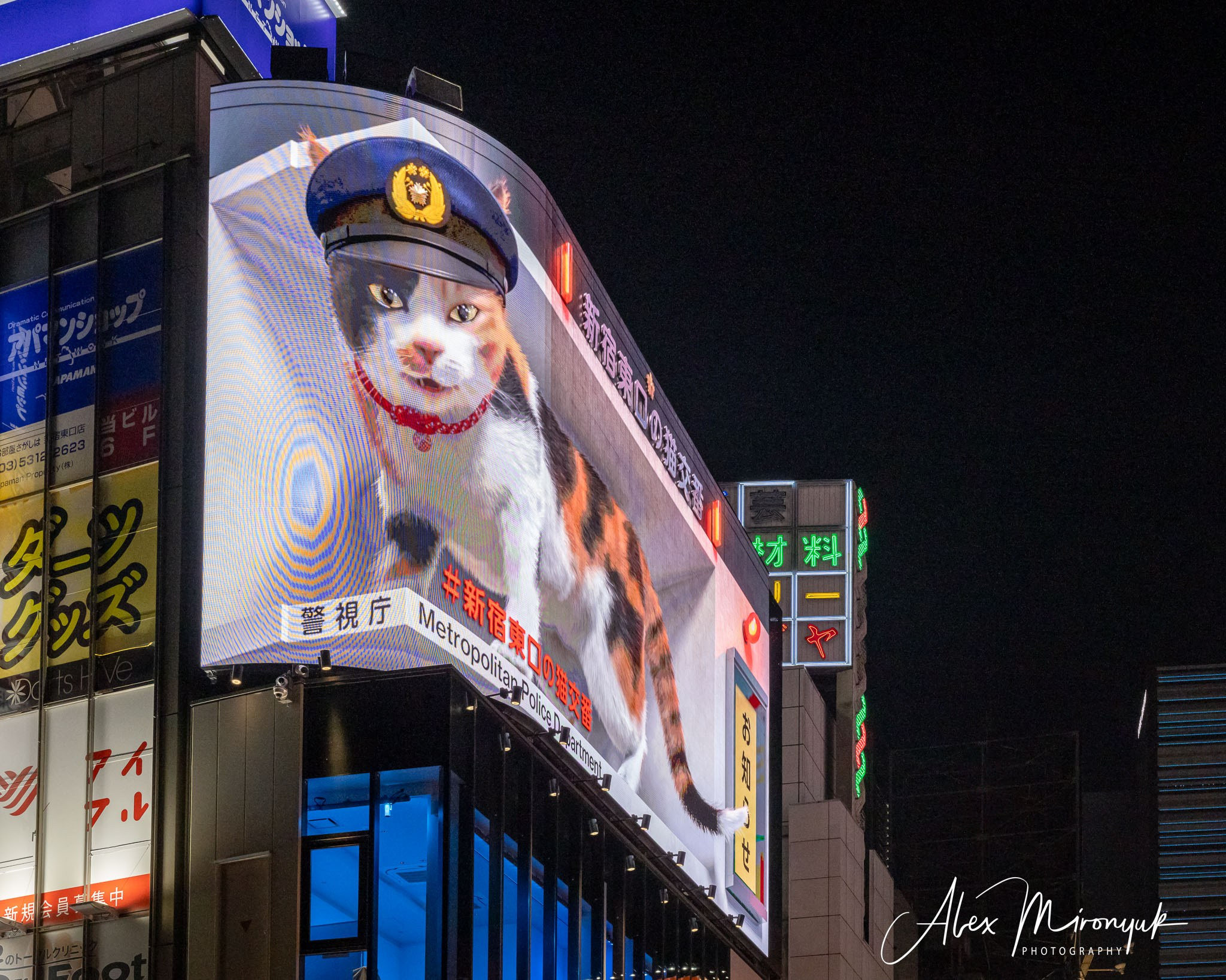 Autumn Colors of Japan. Pet, Senior, Landscape, portrait studio, photographer in Miami and Sou