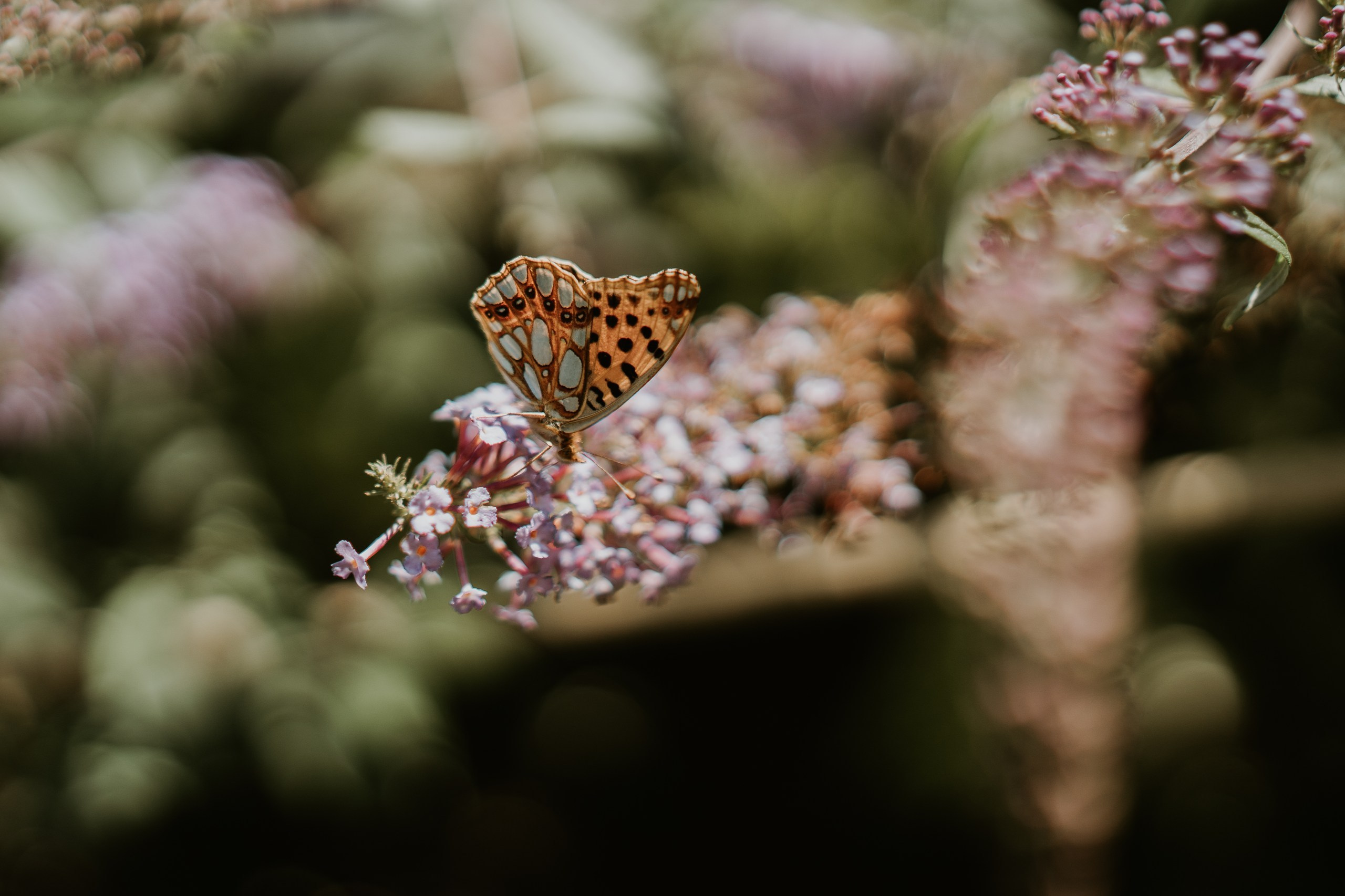 Ewa&Maciej. Michał Kaźmierczyk - Fotograf