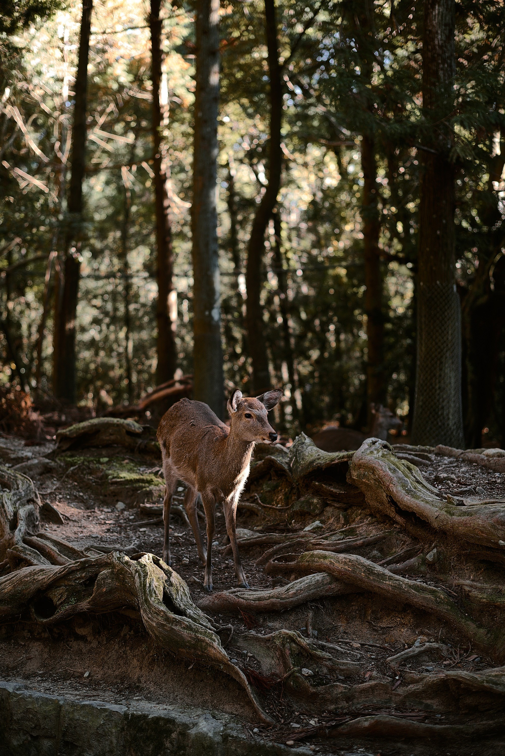 Nara park landscape with deer Japan