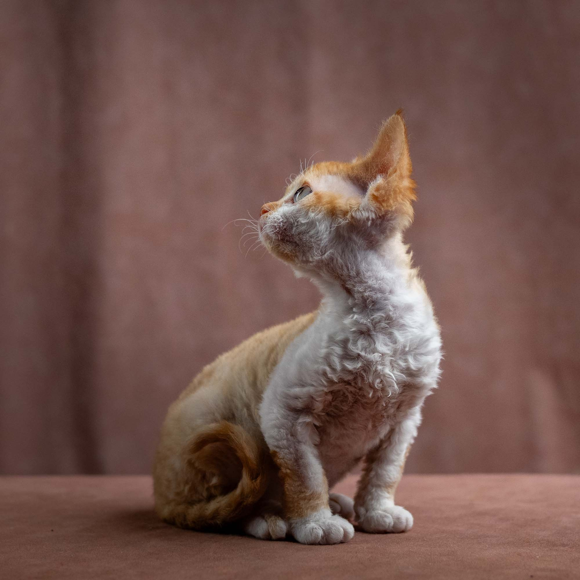 Jessie, girl, born 06.25.2025. Devon Rex Pixie Cattery