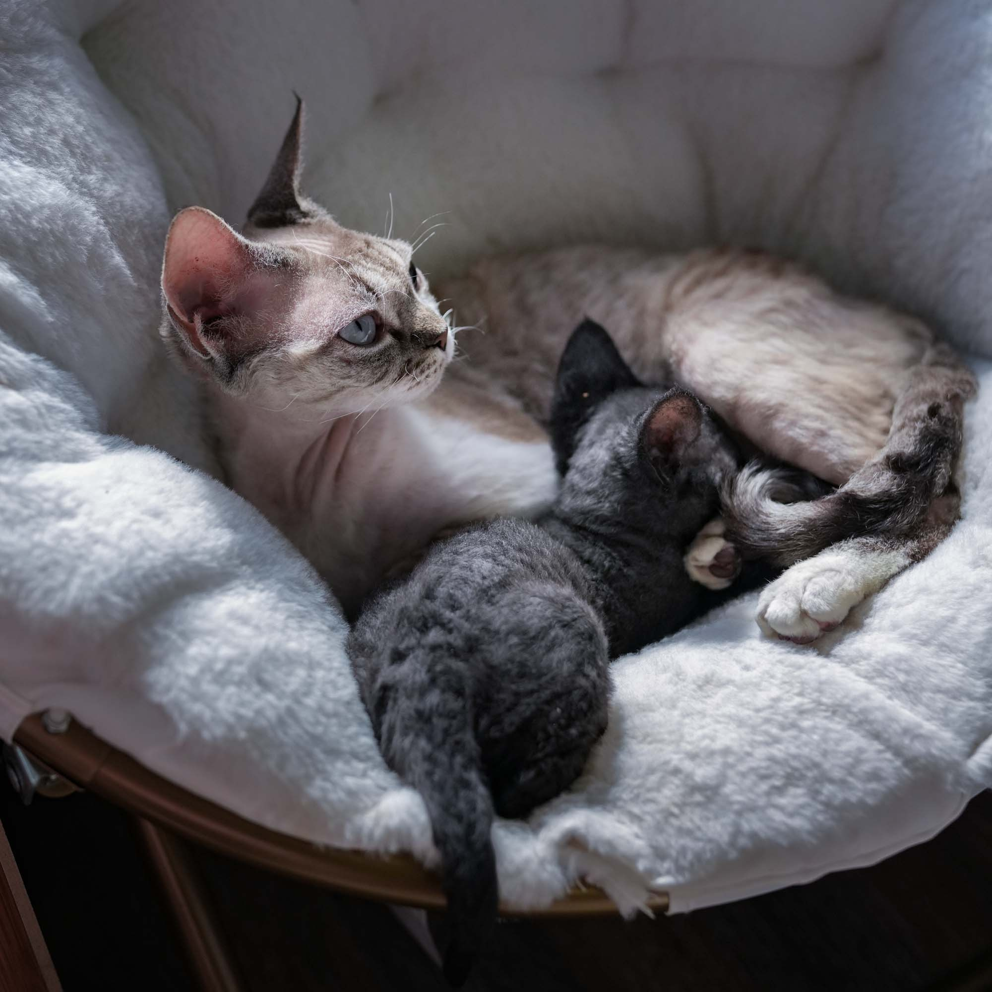 Smoke, boy,  born on  04.11.24, Sold. Devon Rex Pixie Cattery