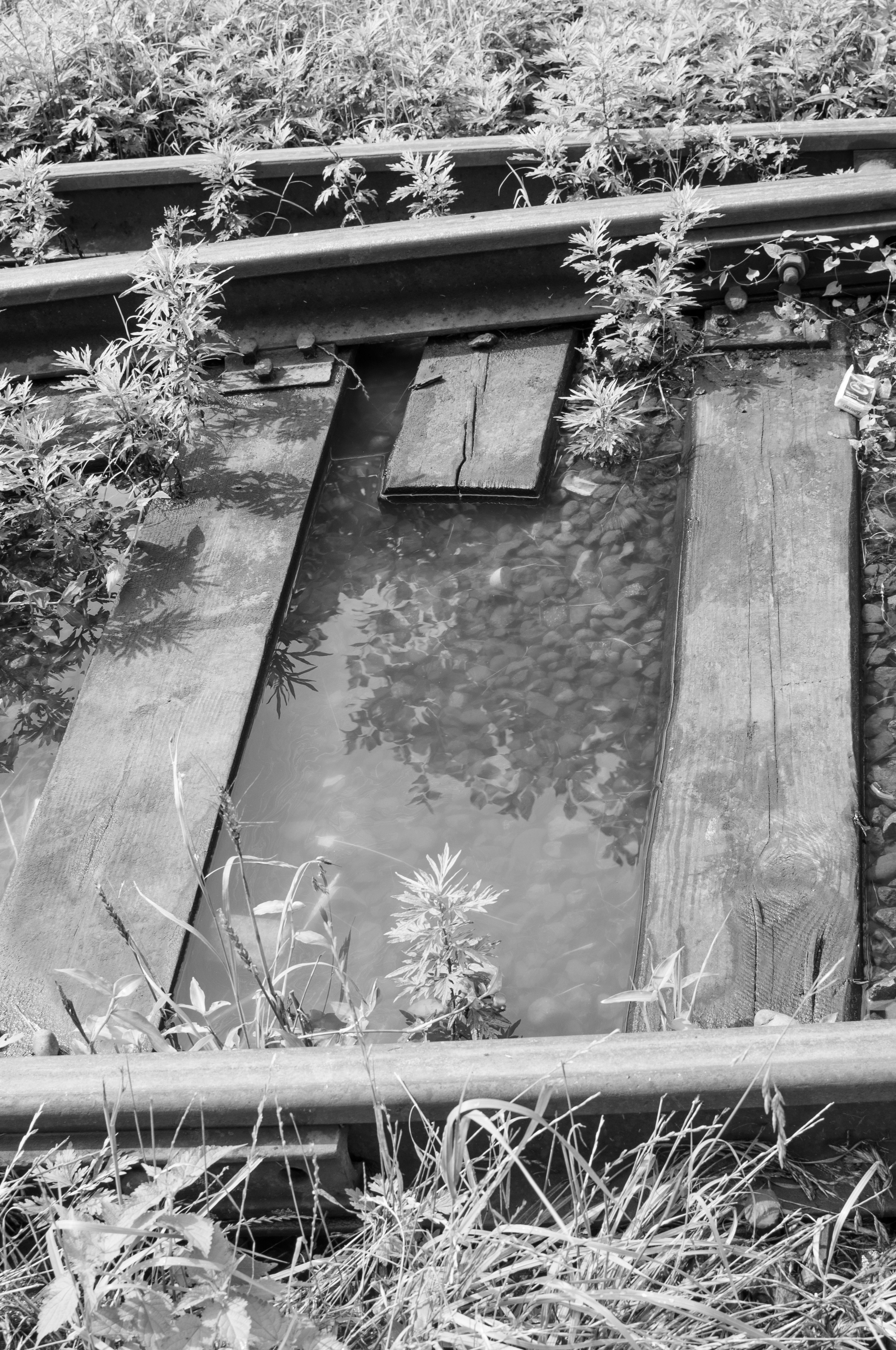 Under the Phasis' Sun. Mayya Kelova artist