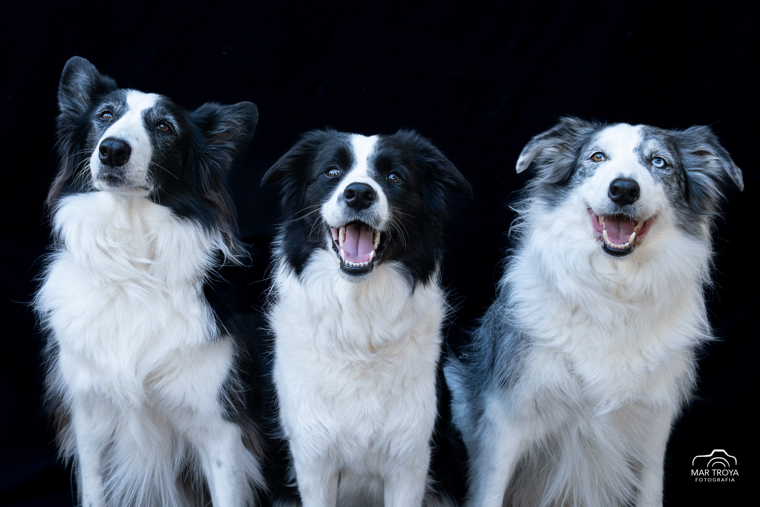 SOBRE MI. Fotos con huella, fotografía de perros y mascotas en Sevilla