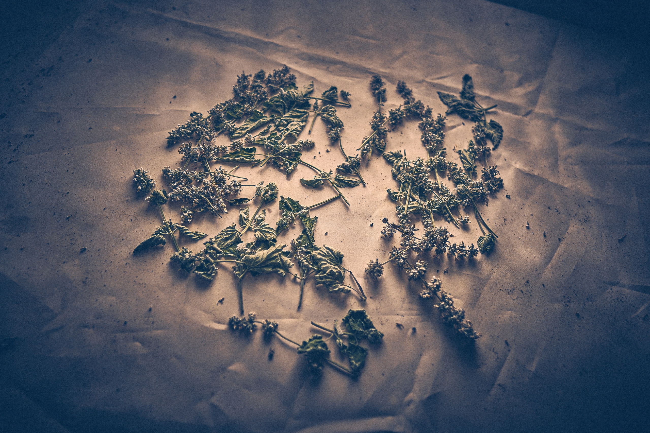 Chatka Pradziadka. Andriej Szypilow — Photography & Videography