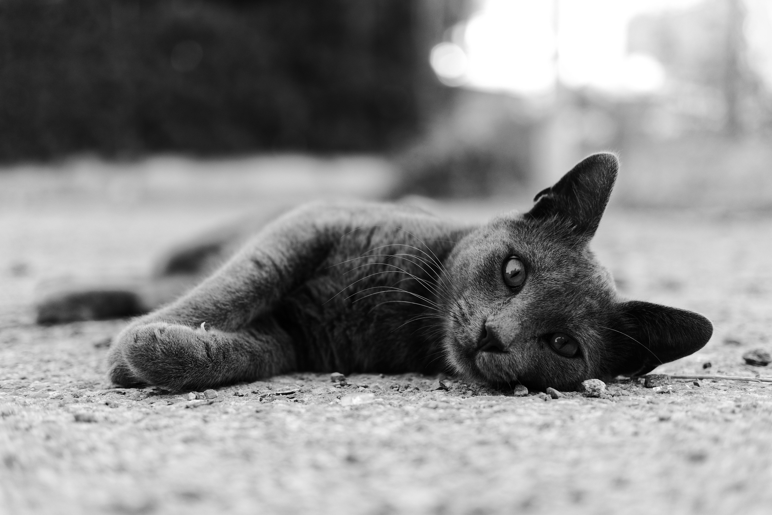 Stray Cats 🐾 | Stray cats from all the World | YuKoPhotography 📷. 中国街头摄影 | The Streets of China Through My Eyes | 深圳