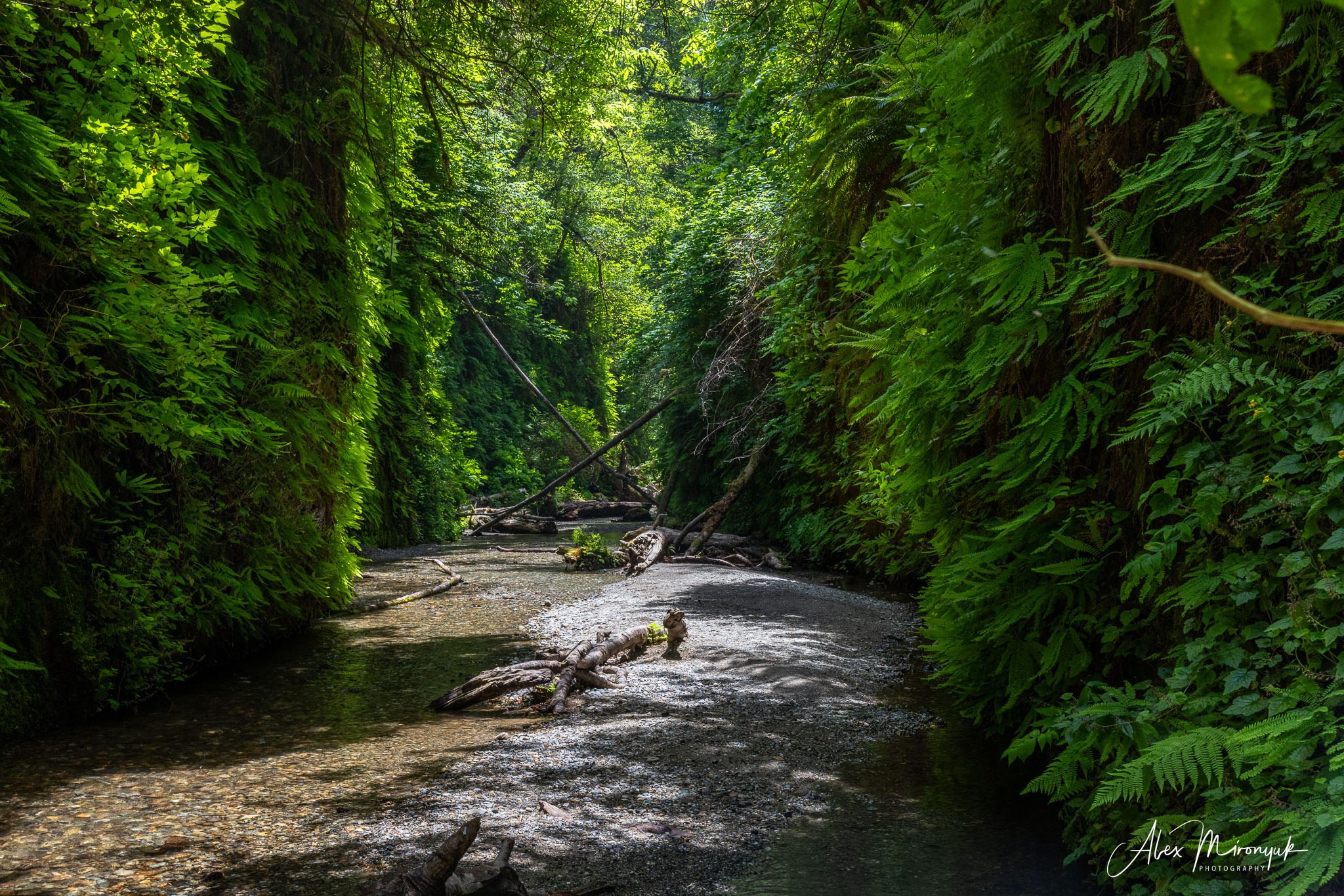 From Crater Lake to the Coast — A Photographer’s Journey. Pet, Senior, Landscape, portrait studio, photographer in Miami and Sou