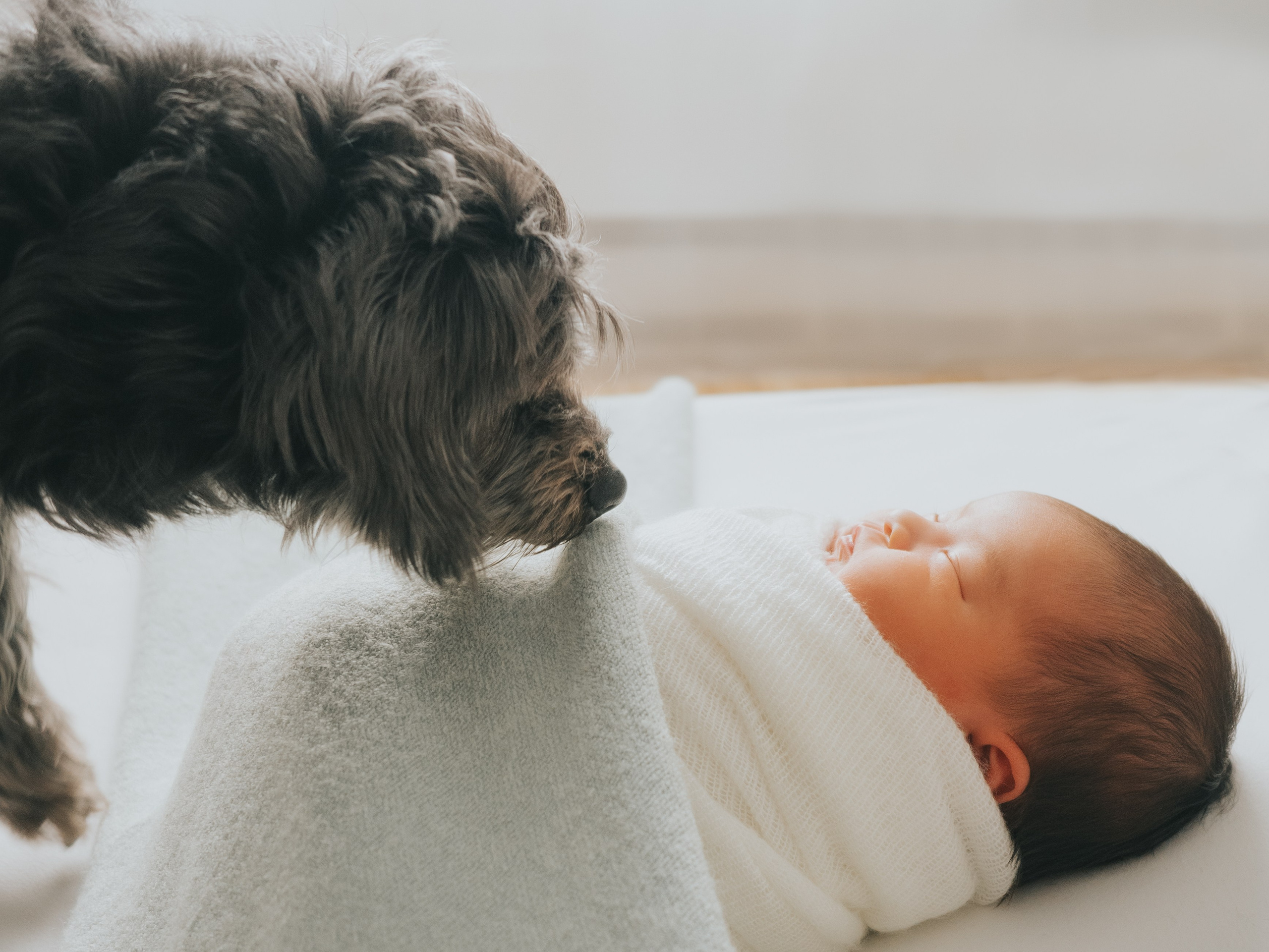 Schnauzer smelling newborn