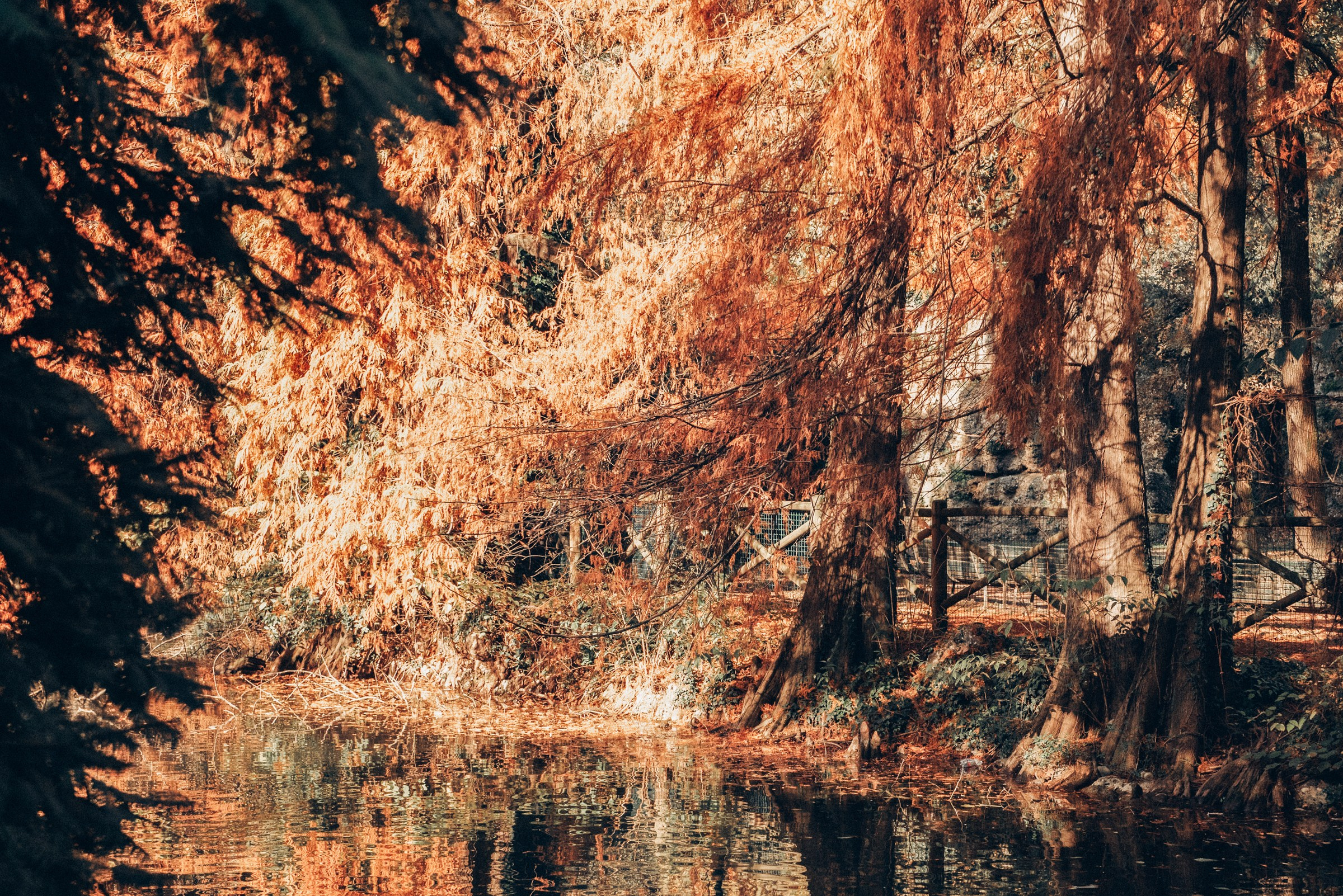 Golden autumn in Milan. Lovestory shoot. Anastasiia Buchinskaia Photographer in Milan