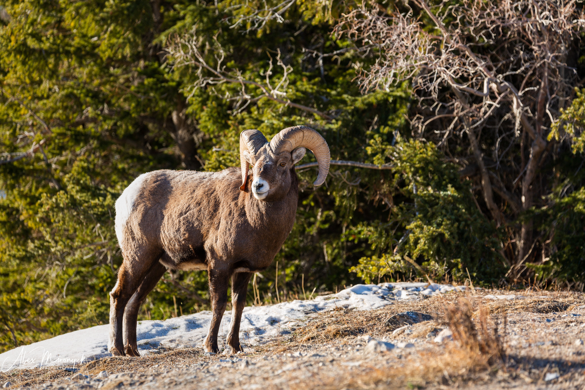 Canadian Winter Wonderland. Alex Mironyuk Photography