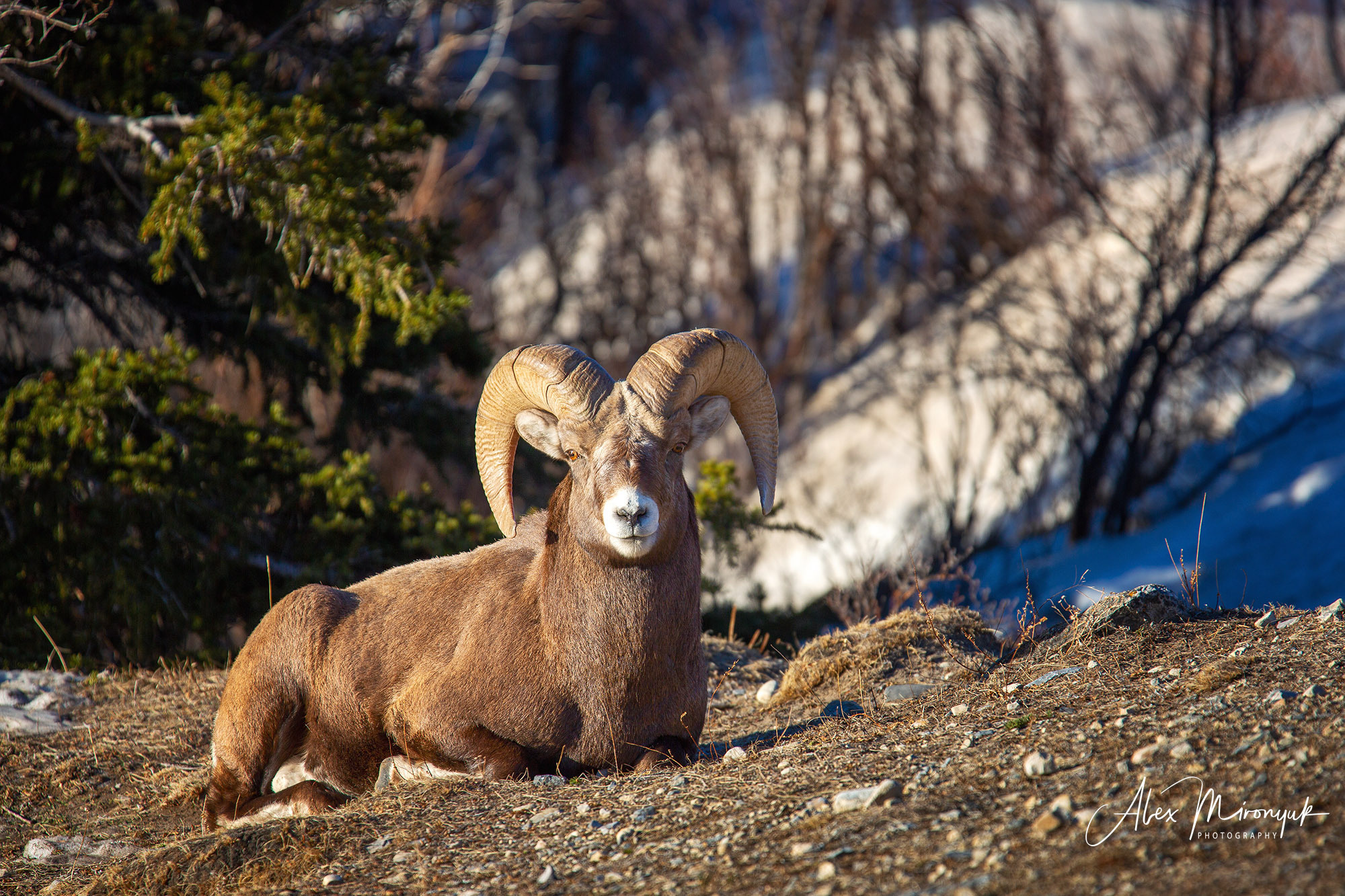 Canadian Winter Wonderland. Alex Mironyuk Photography
