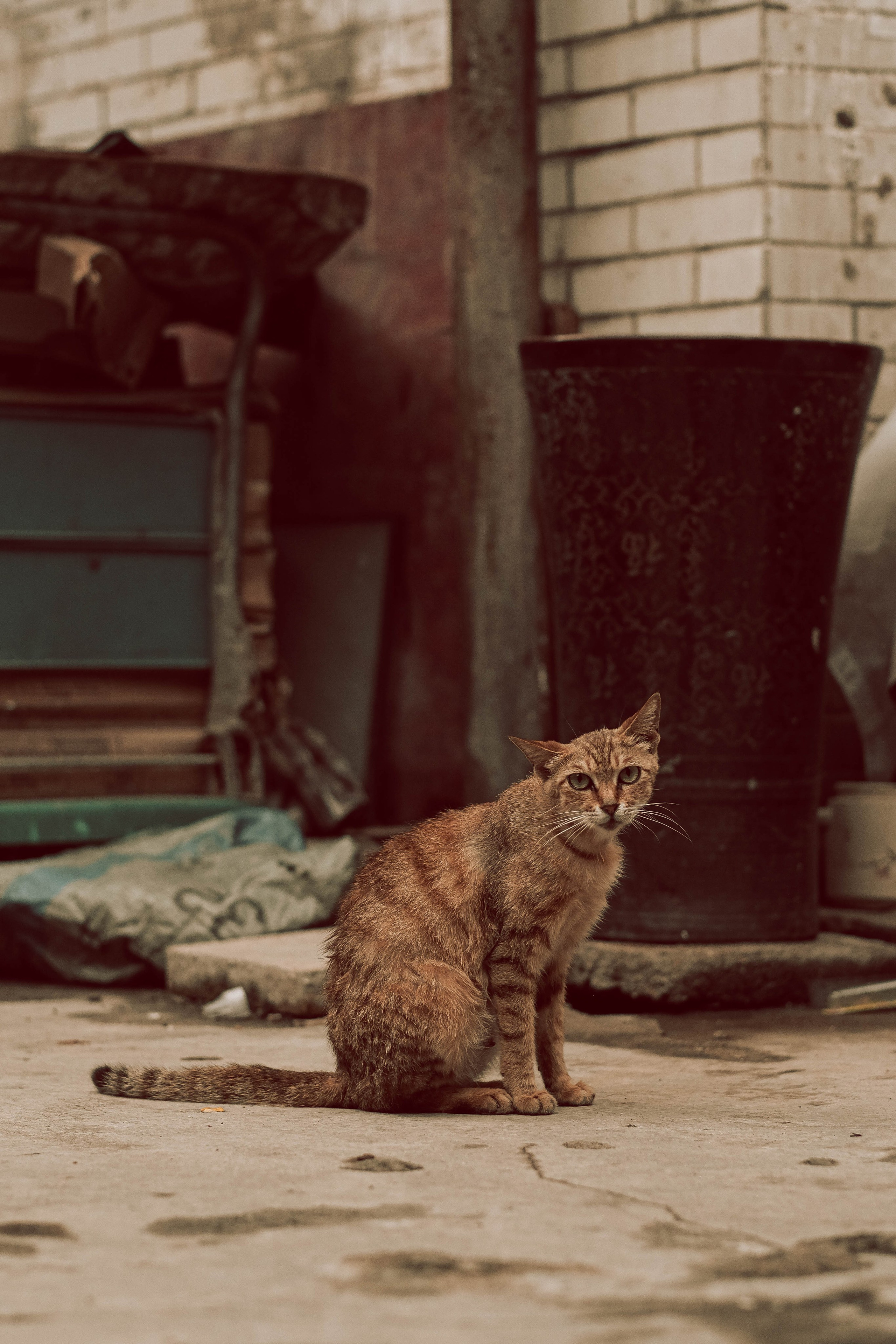 Old Midshipman Stray Cat - Photo by Yukophotography