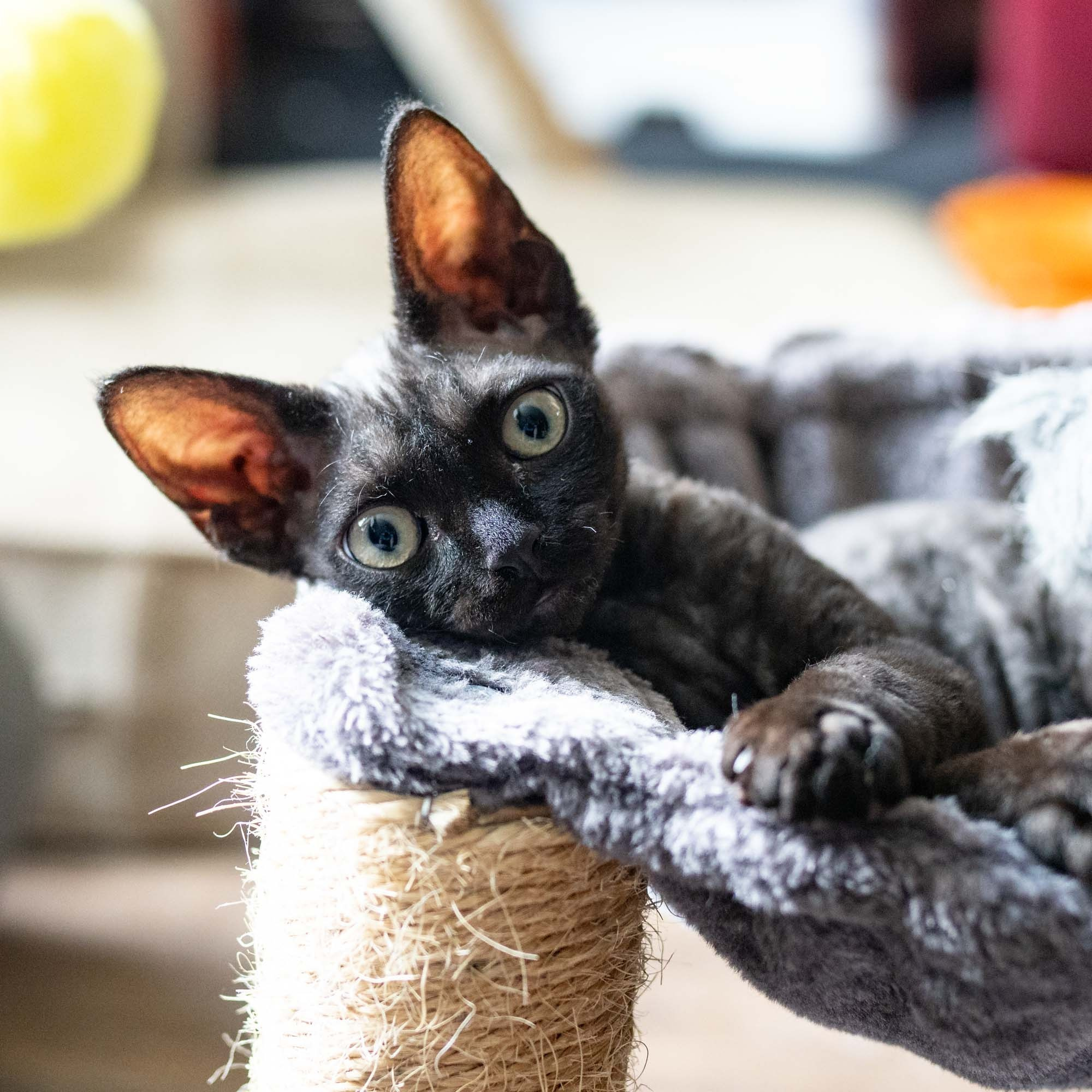 Smoke, boy,  born on  04.11.24, Sold. Devon Rex Pixie Cattery