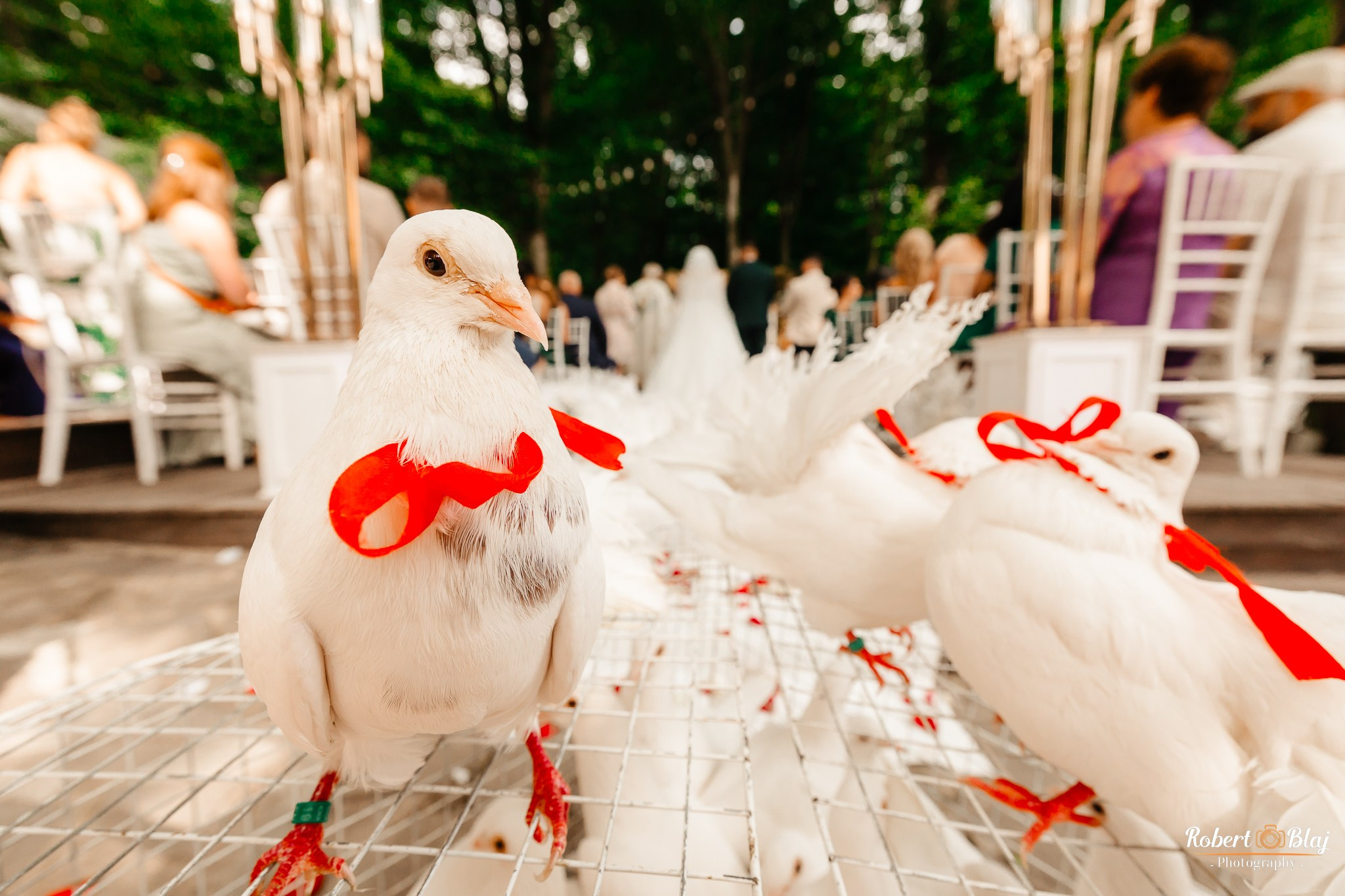Veronica & Sebastian. Robert Blaj - Fotograf Nuntă Iași