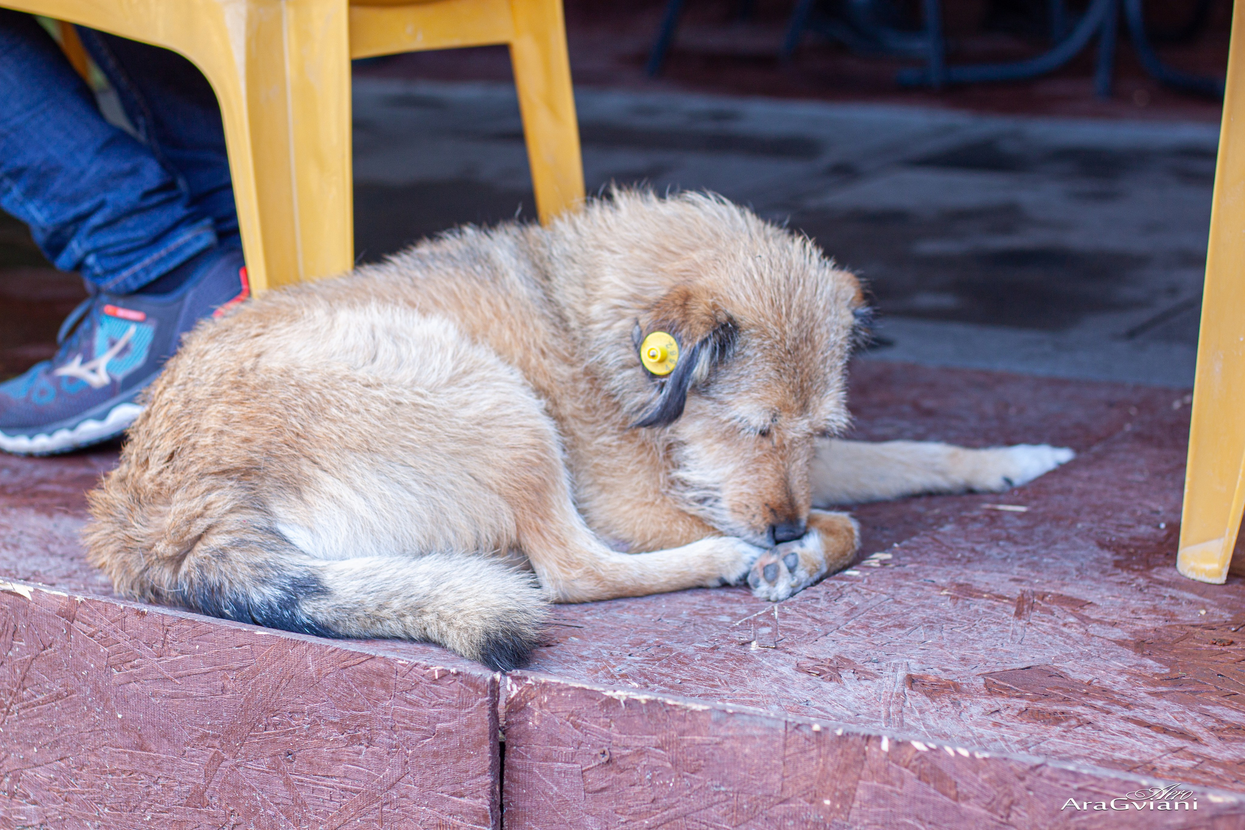 მცხეთობა 2022. FramefreeMan