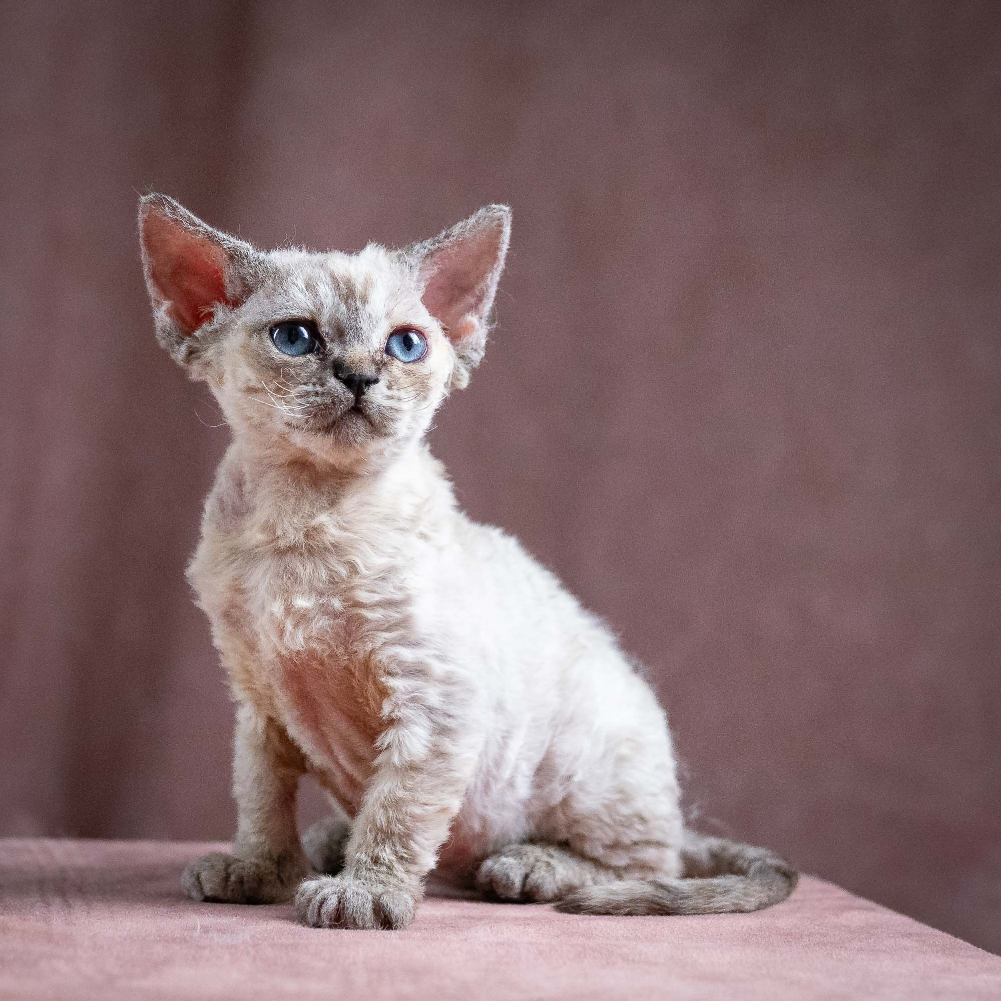 Quella, girl, born 02.14.26. Devon Rex Pixie Cattery