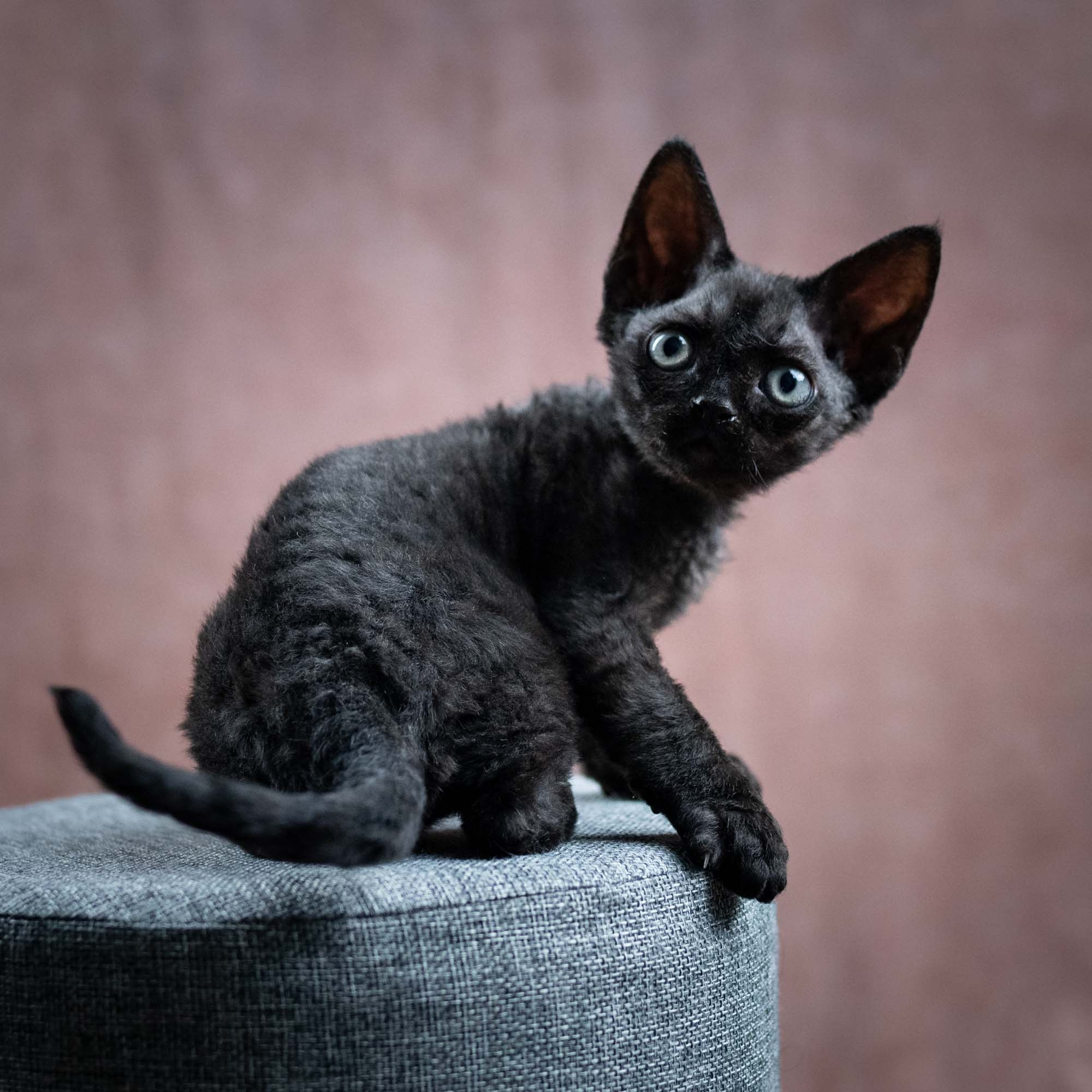Smoke, boy,  born on  04.11.24, Sold. Devon Rex Pixie Cattery