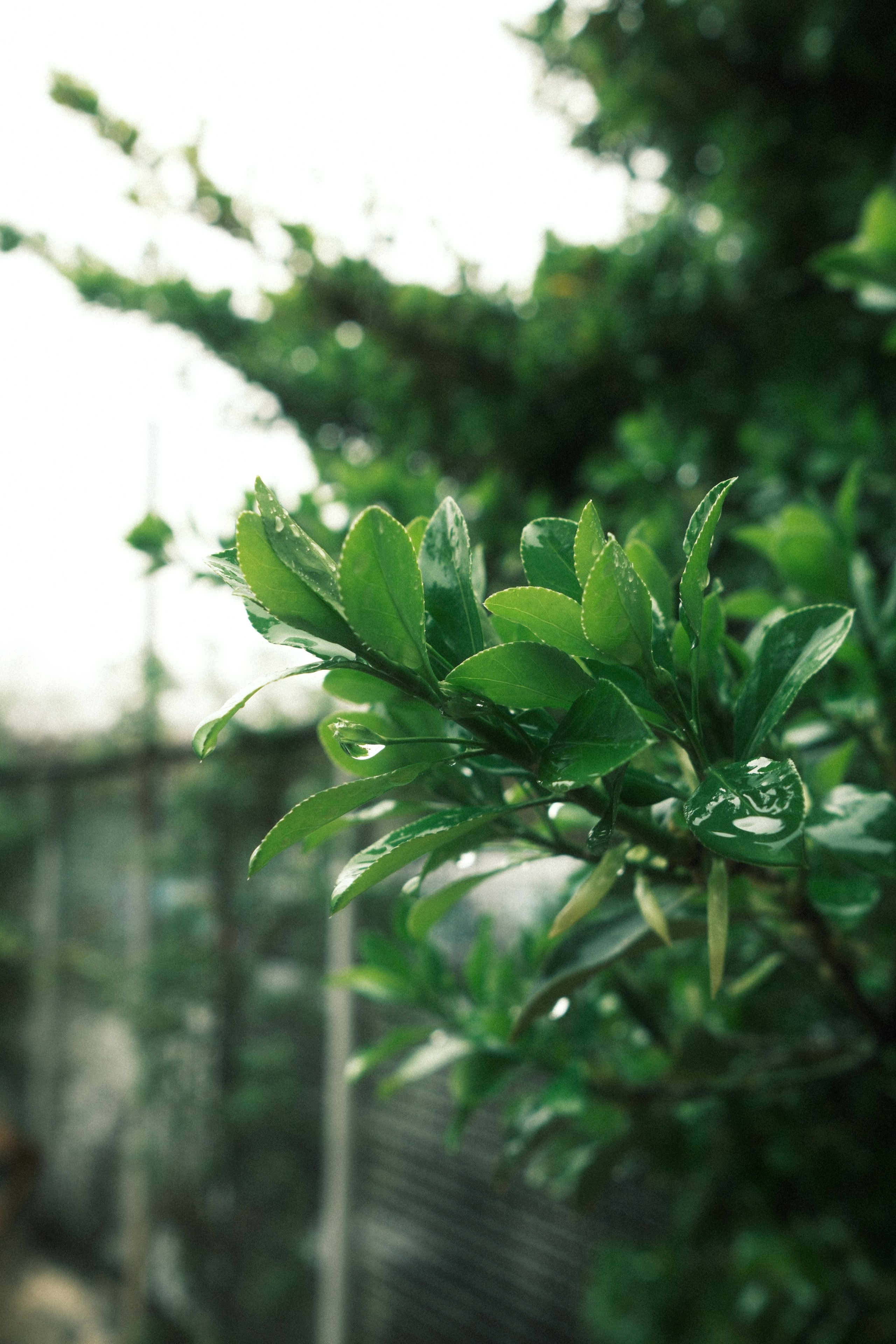 Urban Colors — 001. @Gio.Fujifilm ოფიციალური აბასადორი, X-ფოტოგრაფი