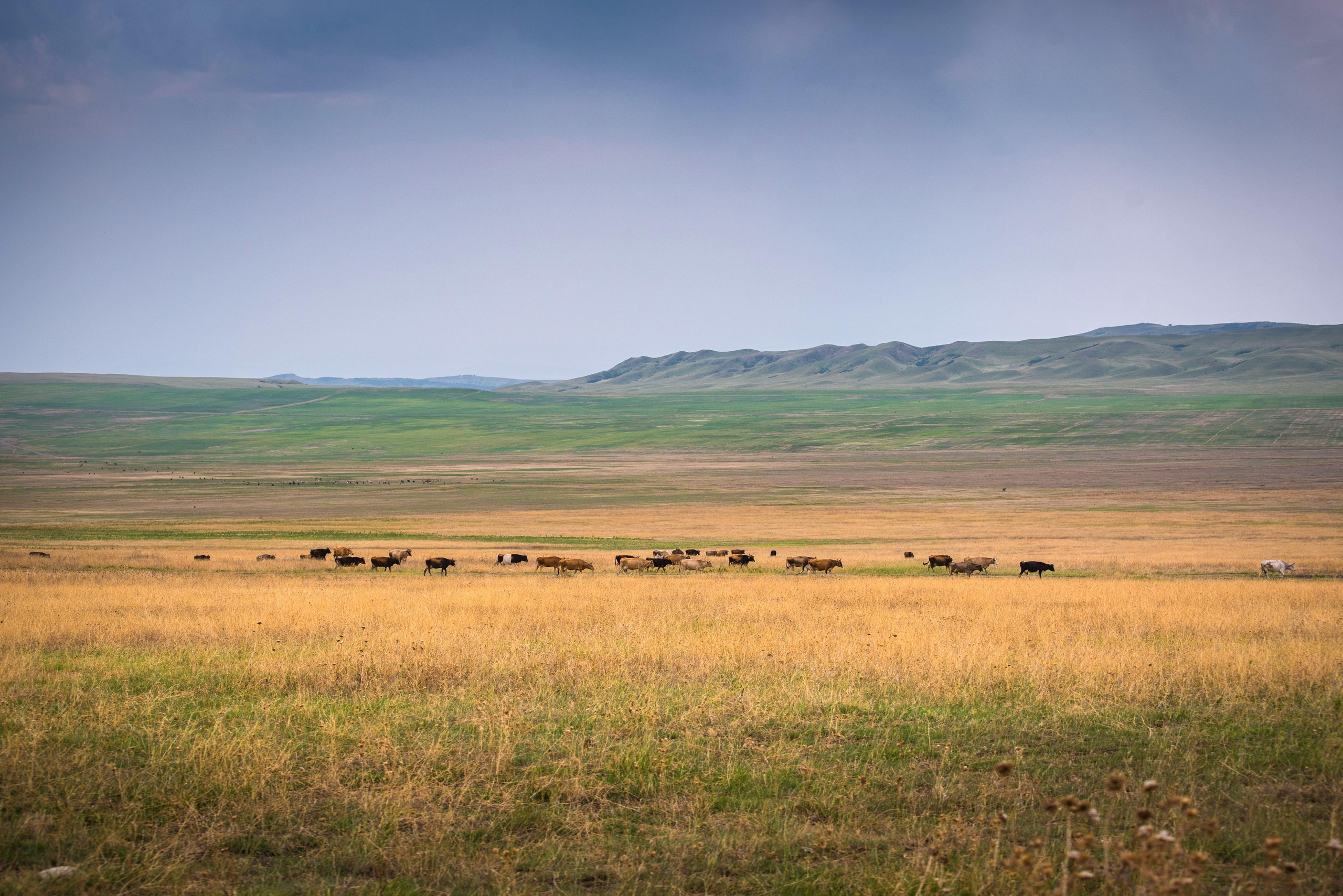 Gareji. Photographer in Tbilisi
