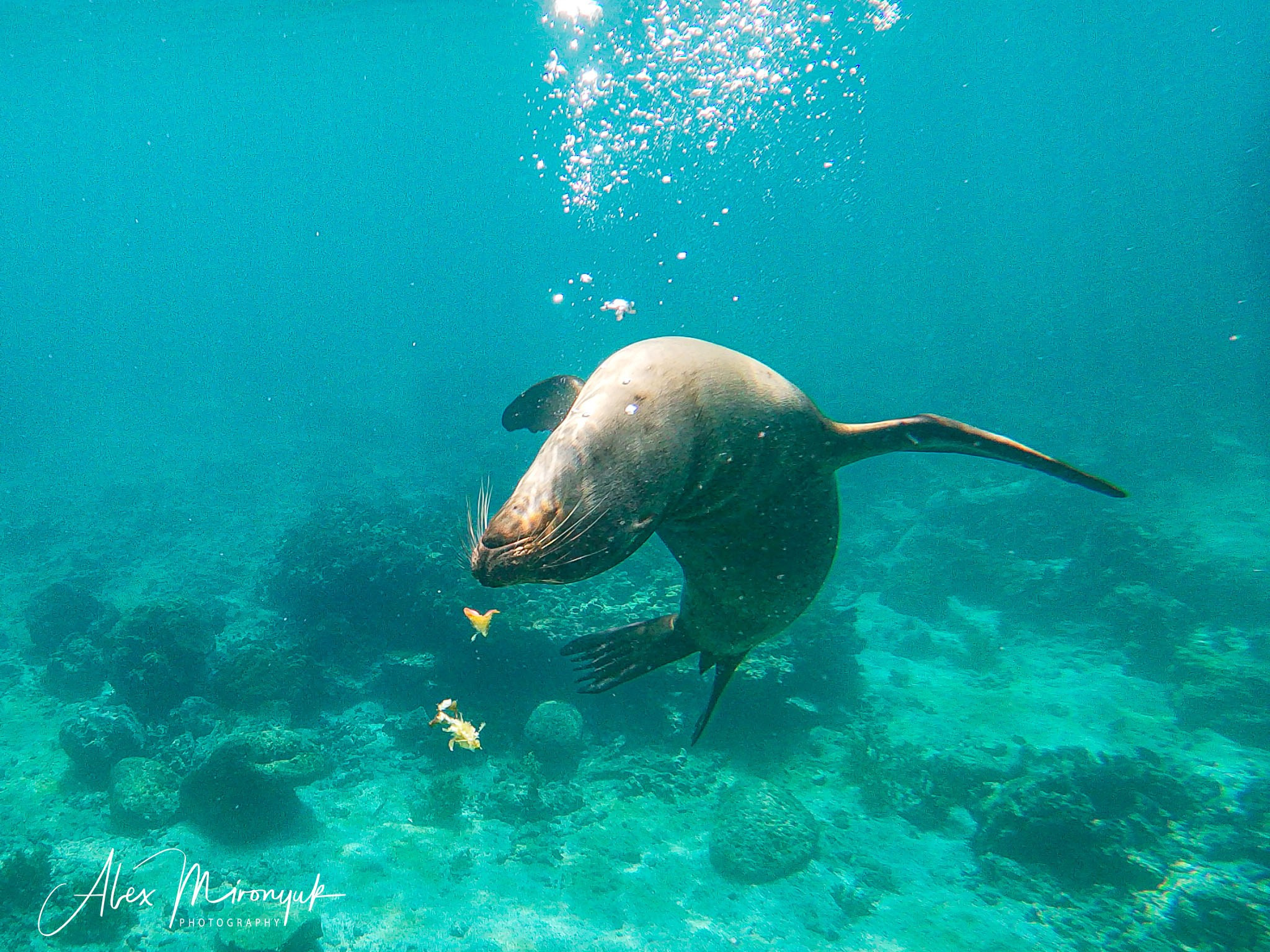 Galapagos Islands Adventure. Alex Mironyuk Photography