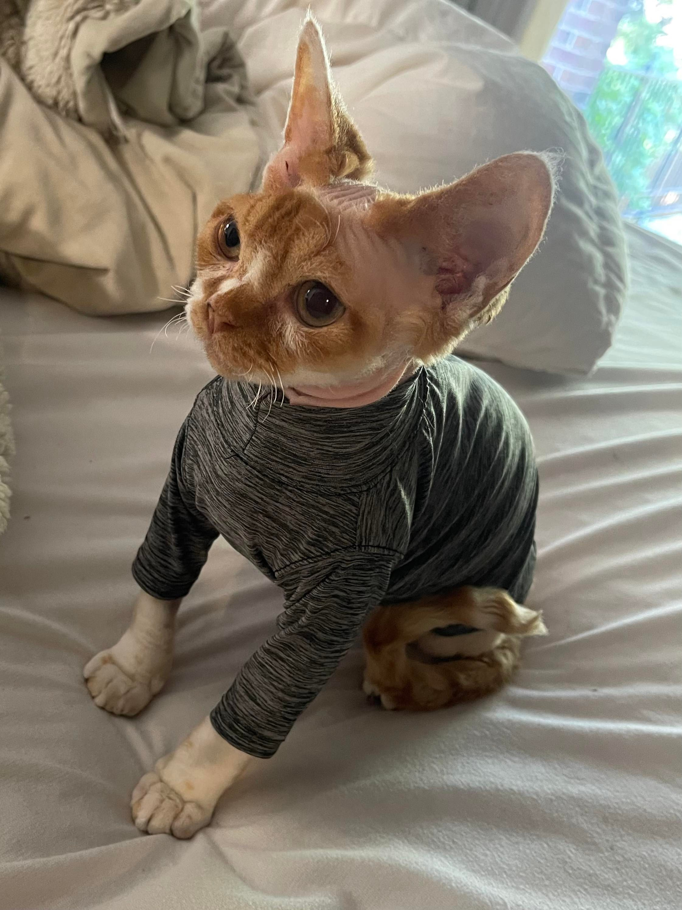 Homer, Boy, born on 02.01.23, SOLD. Devon Rex Pixie Cattery