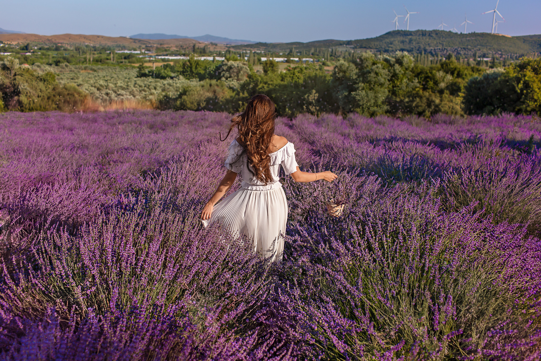 Лавандовое чудо