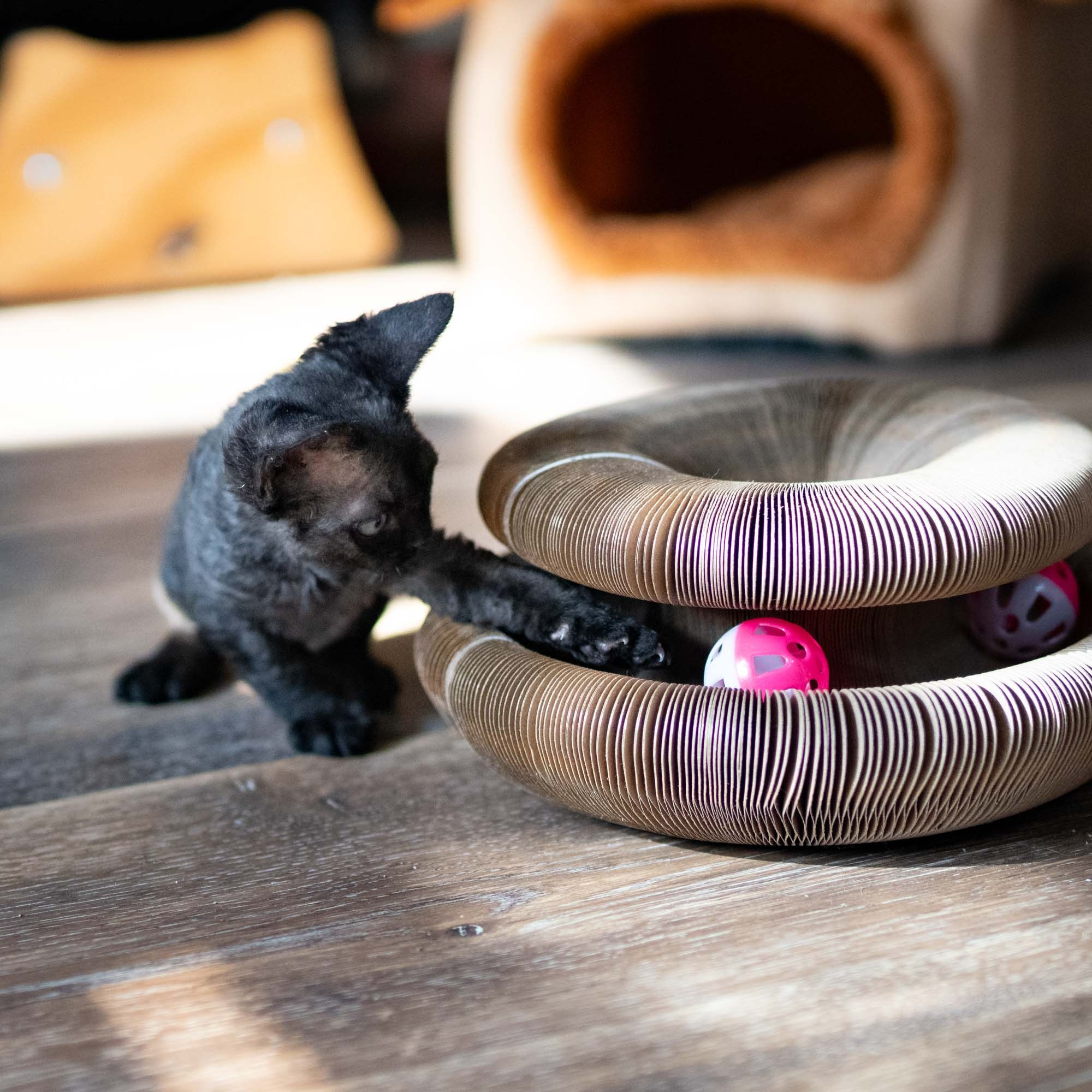 Smoke, boy,  born on  04.11.24, Sold. Devon Rex Pixie Cattery