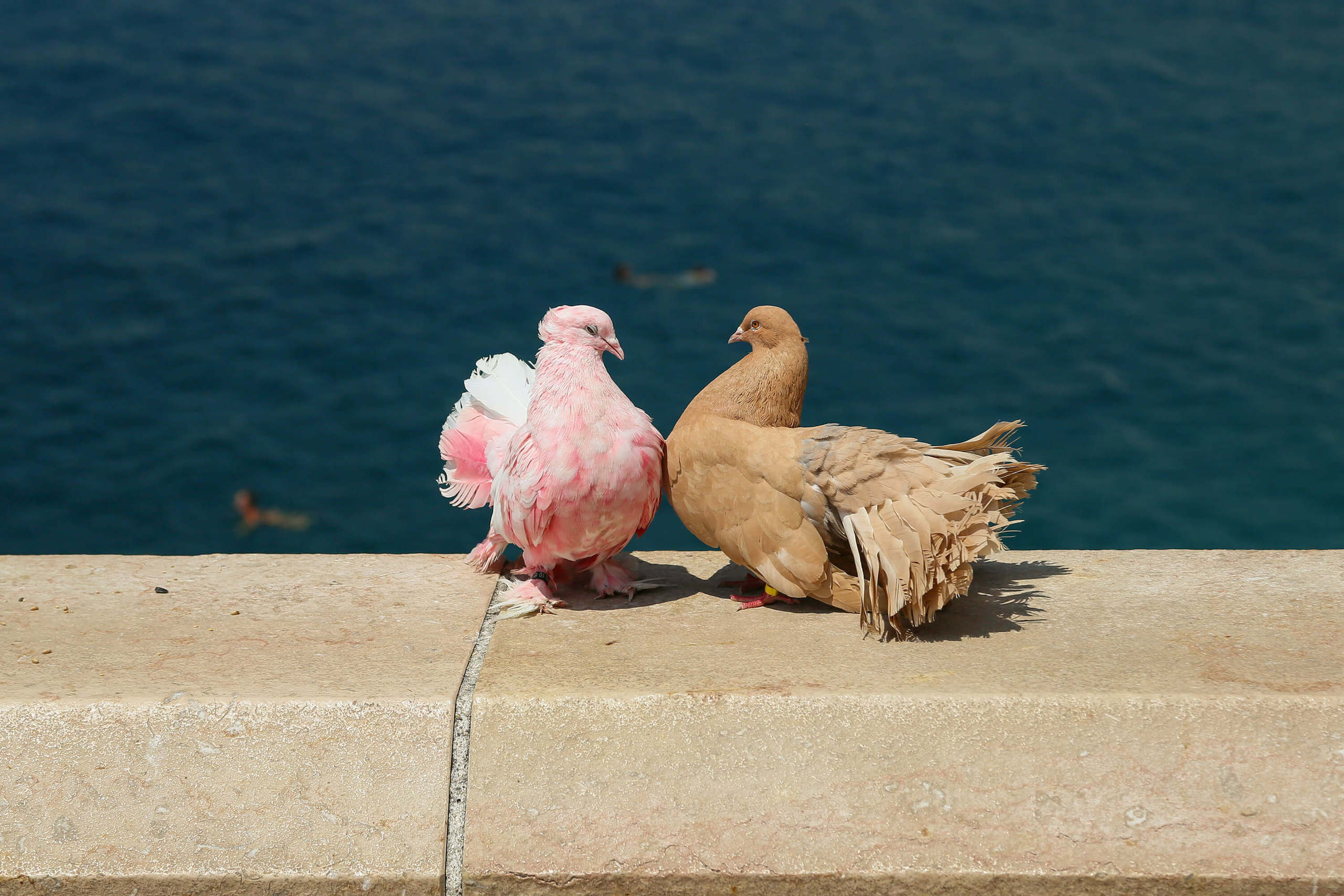 France photo. Nice photo. Wedding and family photographer in Cork, Ireland. Tigran