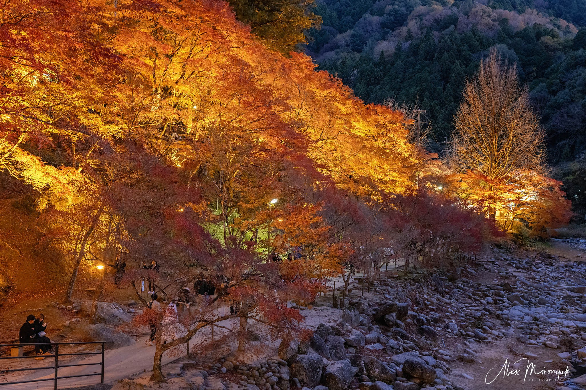Autumn Colors of Japan. Pet, Senior, Landscape, portrait studio, photographer in Miami and Sou