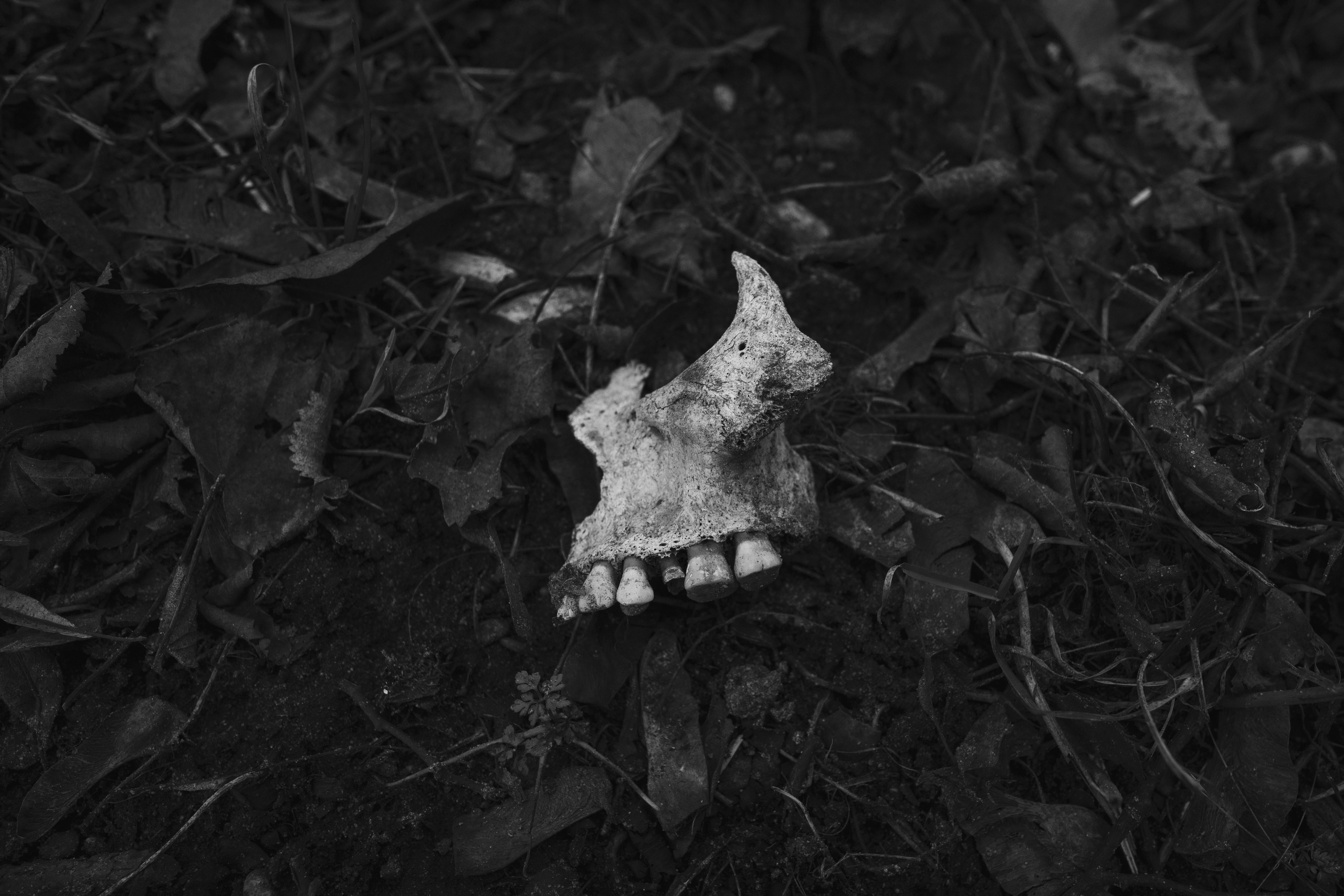 Rubezh. Ilia Denbrov photography