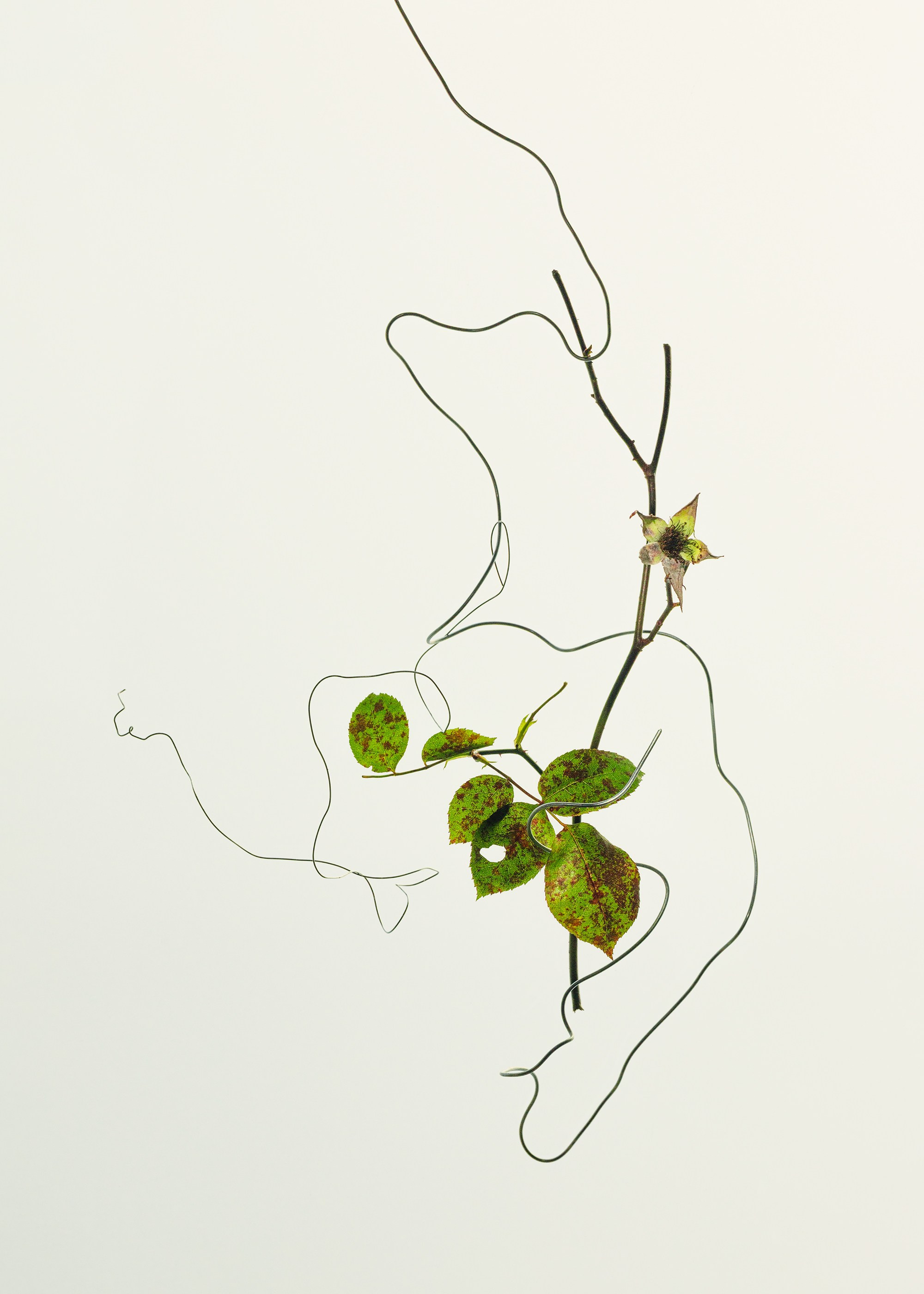 Tethered. Marina Tsaregorodtseva Fine Art photographer, London