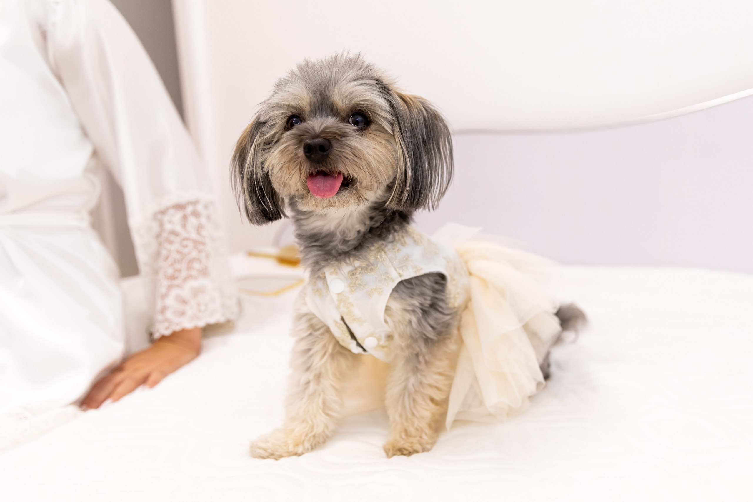 servicii foto. servicii foto Botoșani. servicii foto video Botoșani. fotograf nunta. fotograf evenimente. fotograf nunta Botoșani. Alin chirila. Alin chirila fotograf. Alinofotostudio.fotograf stare civilă,poze stare civilă,album foto stare civilă,servicii foto suceava,fotograf evenimente suceava,fotograf nuntă suceava,poze cununie civilă,ședință foto stare civilă,sesiune foto suceava,fotograf profesionist suceava,fotograf botosani,stare civila botosani,alinofotostudio,alin chirila fotograf.servicii foto. servicii foto Botoșani. servicii foto video Botoșani. fotograf nunta. fotograf evenimente. fotograf nunta Botoșani. Alin chirila. Alin chirila fotograf. Alinofotostudio.fotograf stare civilă,poze stare civilă,album foto stare civilă,servicii foto suceava,fotograf evenimente suceava,fotograf nuntă suceava,poze cununie civilă,ședință foto stare civilă,sesiune foto suceava,fotograf profesionist suceava,fotograf botosani,stare civila botosani,alinofotostudio,alin chirila fotograf,servicii foto. servicii foto Botoșani. servicii foto video Botoșani. fotograf nunta. fotograf evenimente. fotograf nunta Botoșani. Alin chirila. Alin chirila fotograf. Alinofotostudio.fotograf stare civilă,poze stare civilă,album foto stare civilă,servicii foto suceava,fotograf evenimente suceava,fotograf nuntă suceava,poze cununie civilă,ședință foto stare civilă,sesiune foto suceava,fotograf profesionist suceava,fotograf botosani,stare civila botosani,alinofotostudio,alin chirila fotograf,cununie religioasă botoșani,andreea și neculai,capela militară botoșani,foto conacul zăicești,fotograf nuntă botoșani,fotograf cununie religioasă,foto evenimente botoșani,poze cununie capela militară,ședință foto zăicești,fotograf profesionist botoșani