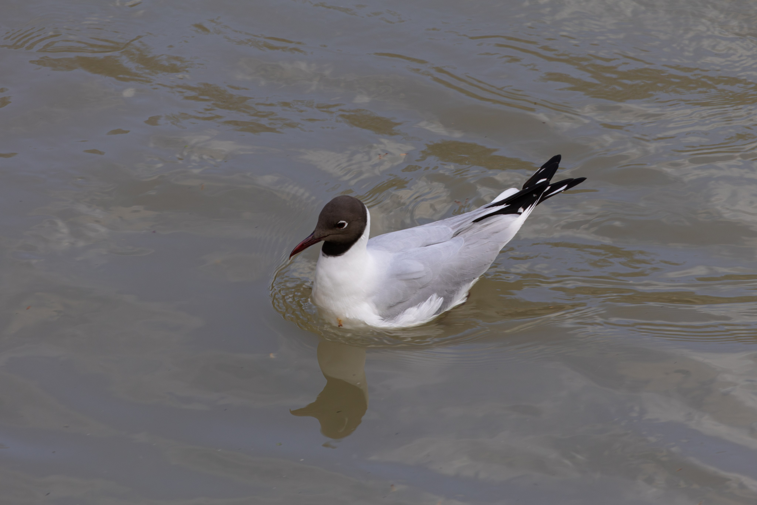 ფრთა ბუმბულისა და ფრთა რკინისა. FramefreeMan