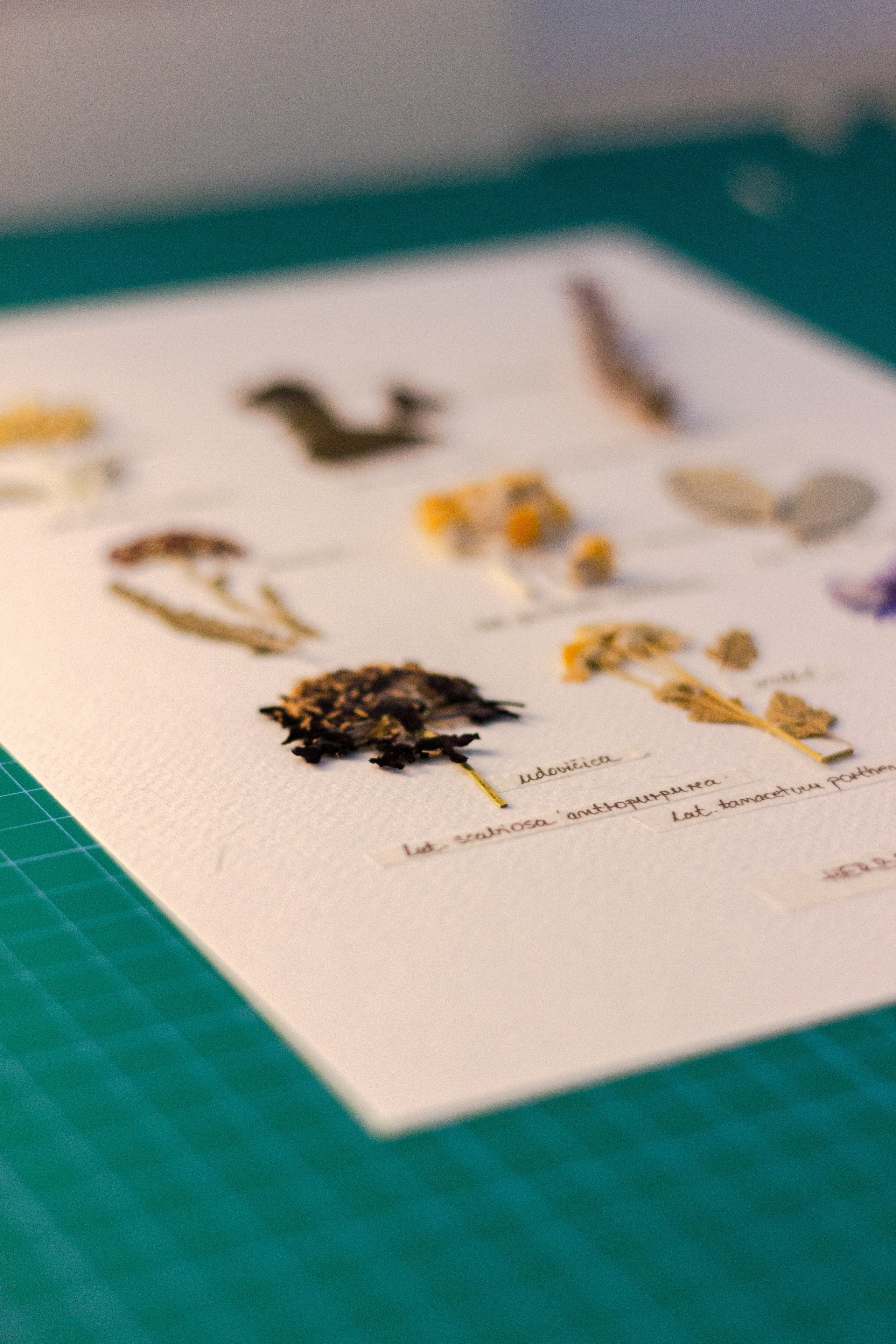 Herbarij studio