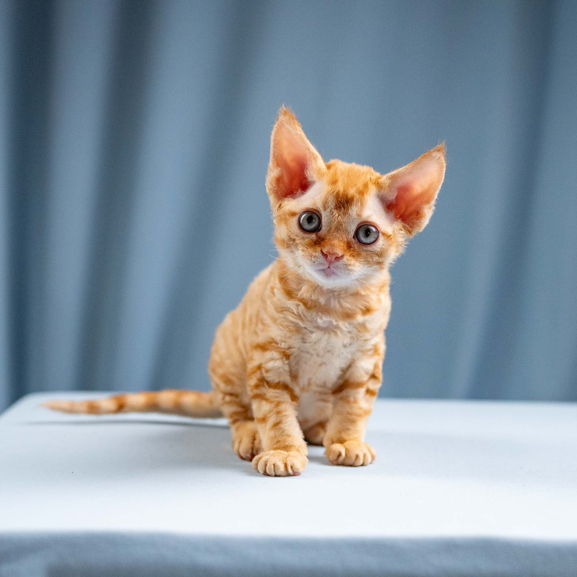 Jackie, boy, born 06.25.2025. Devon Rex Pixie Cattery