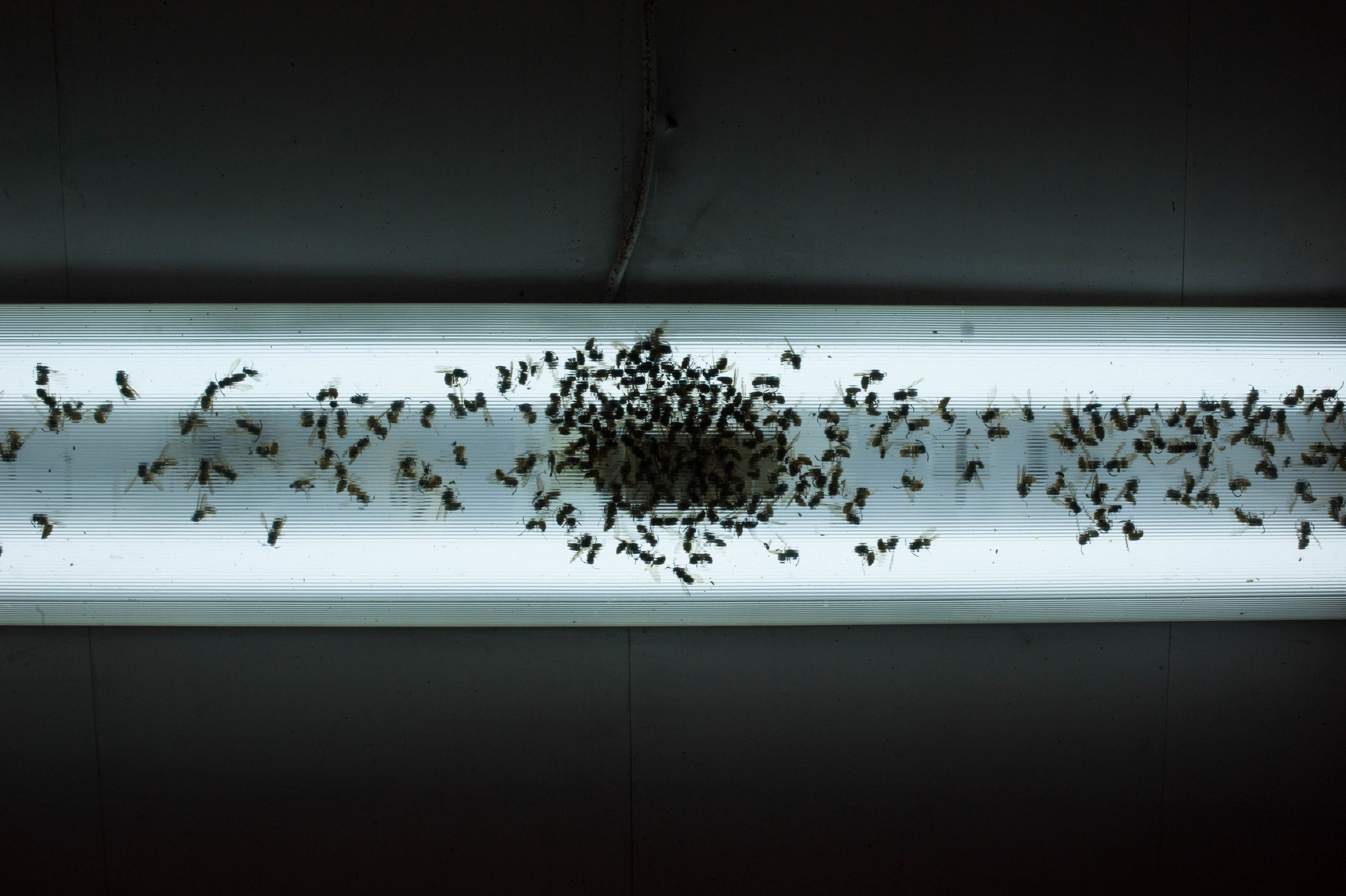 Life of Nina (2019). Audiovisual artist Marina Noskova